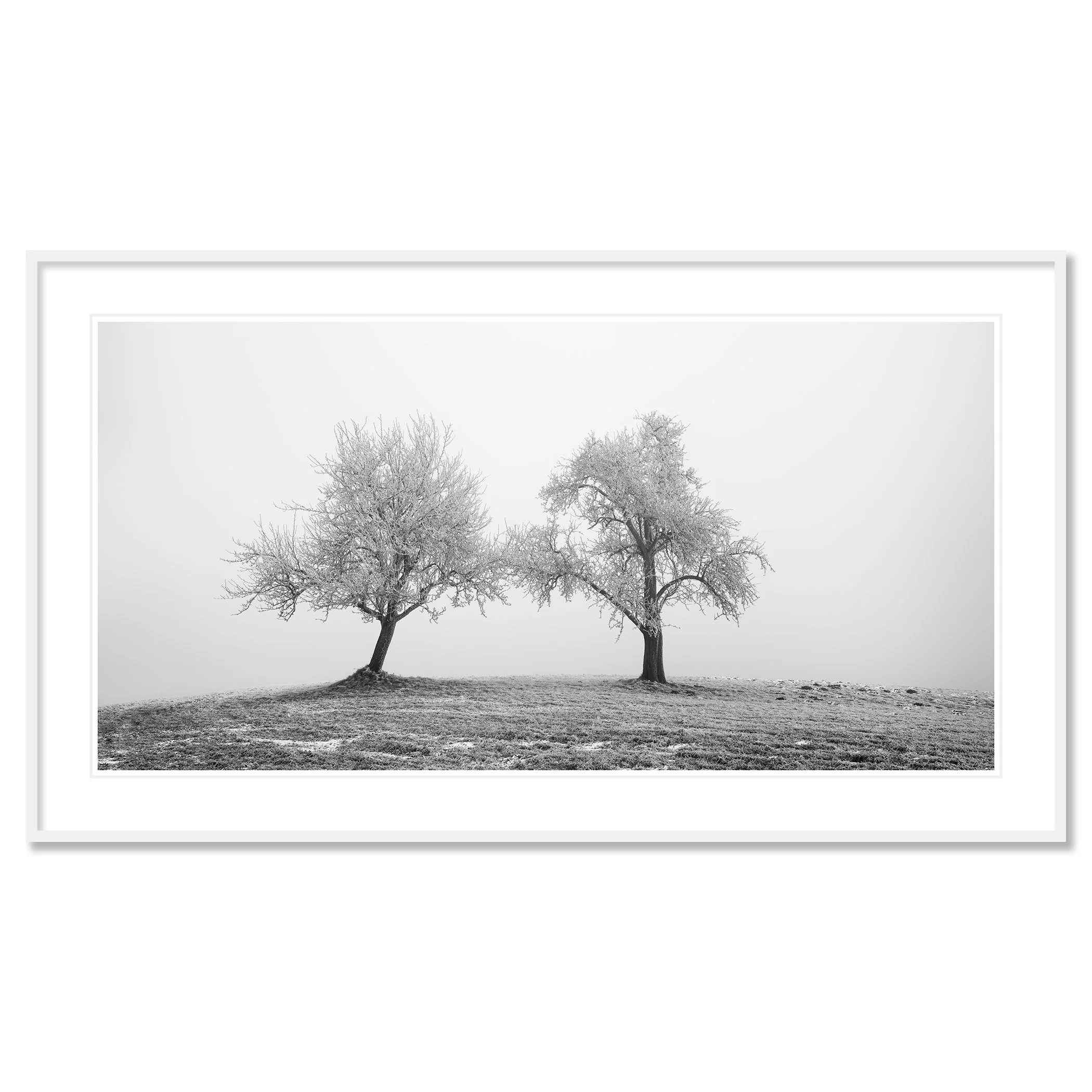 Two Lonely Frozen Trees Panorama by Gerald Berghammer, archival pigment print in a white aluminium frame with a white mount.