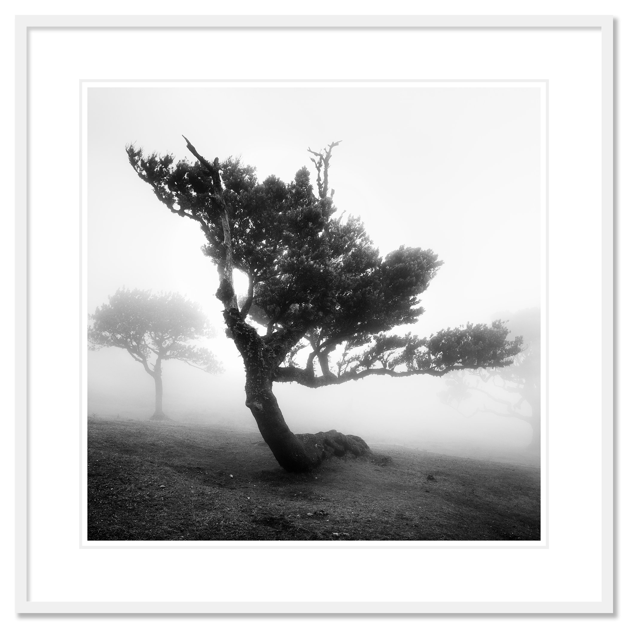 Ancient Laurel Cloud Forest Study 3 by Gerald Berghammer, black-and-white fine art print in a white aluminium frame with white mount.
