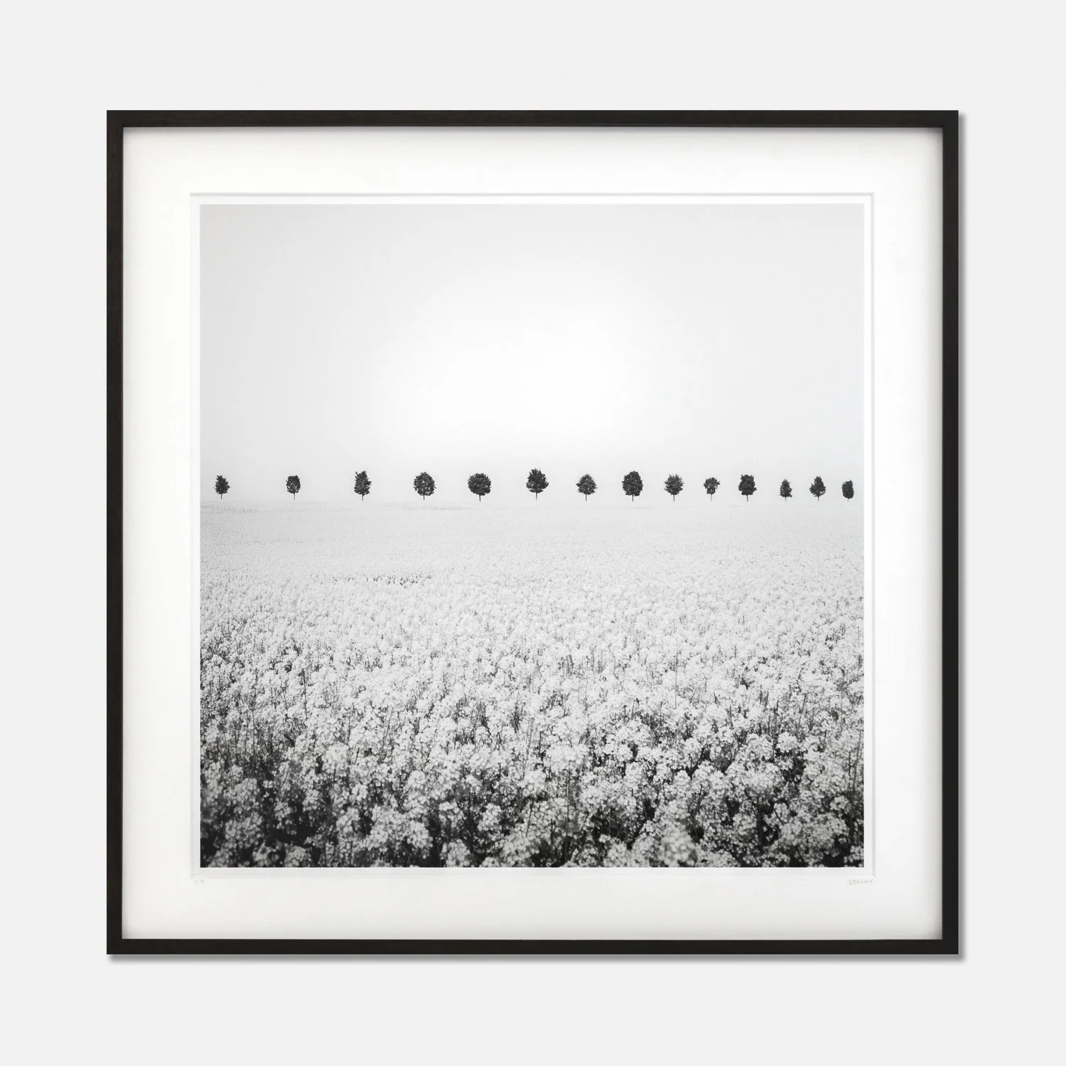Framed black-and-white photograph of a flowering rapeseed field and row of trees in France, by Gerald Berghammer.