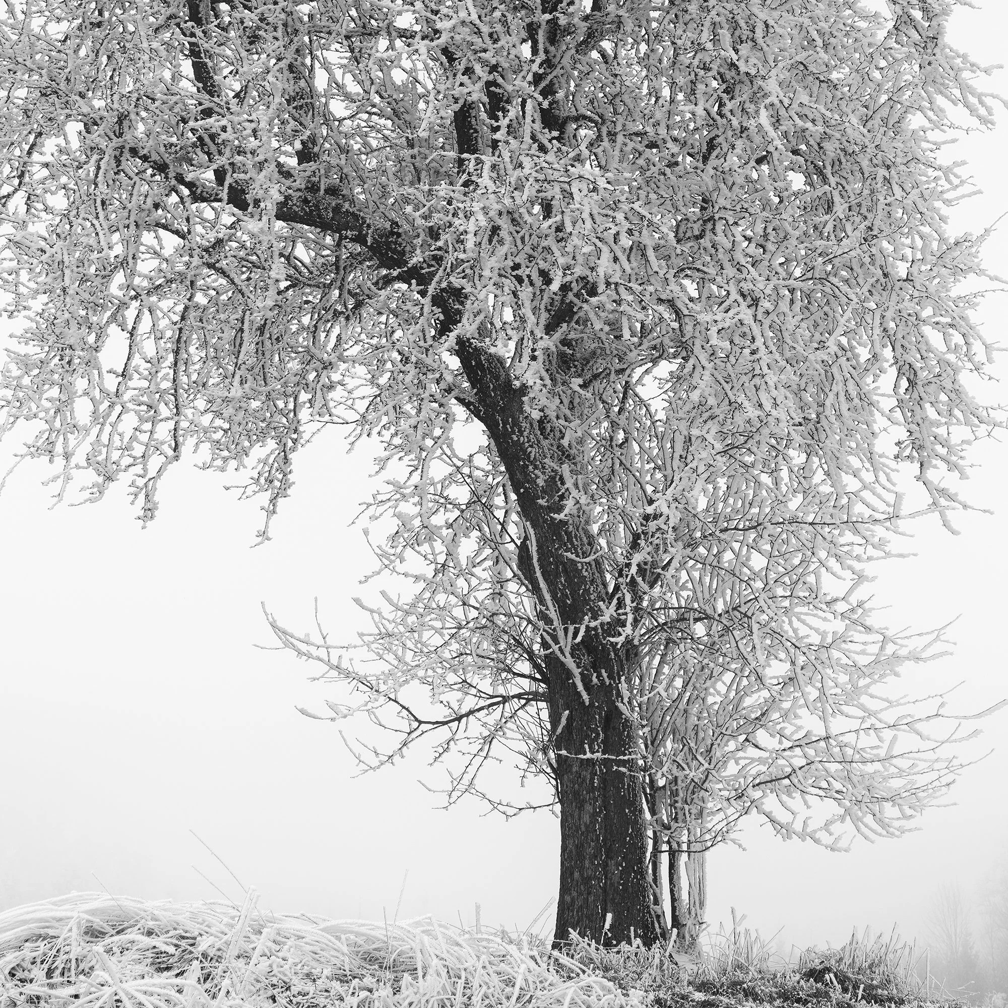 Frost-covered tree standing next to a narrow countryside road in thick fog, Detail 3