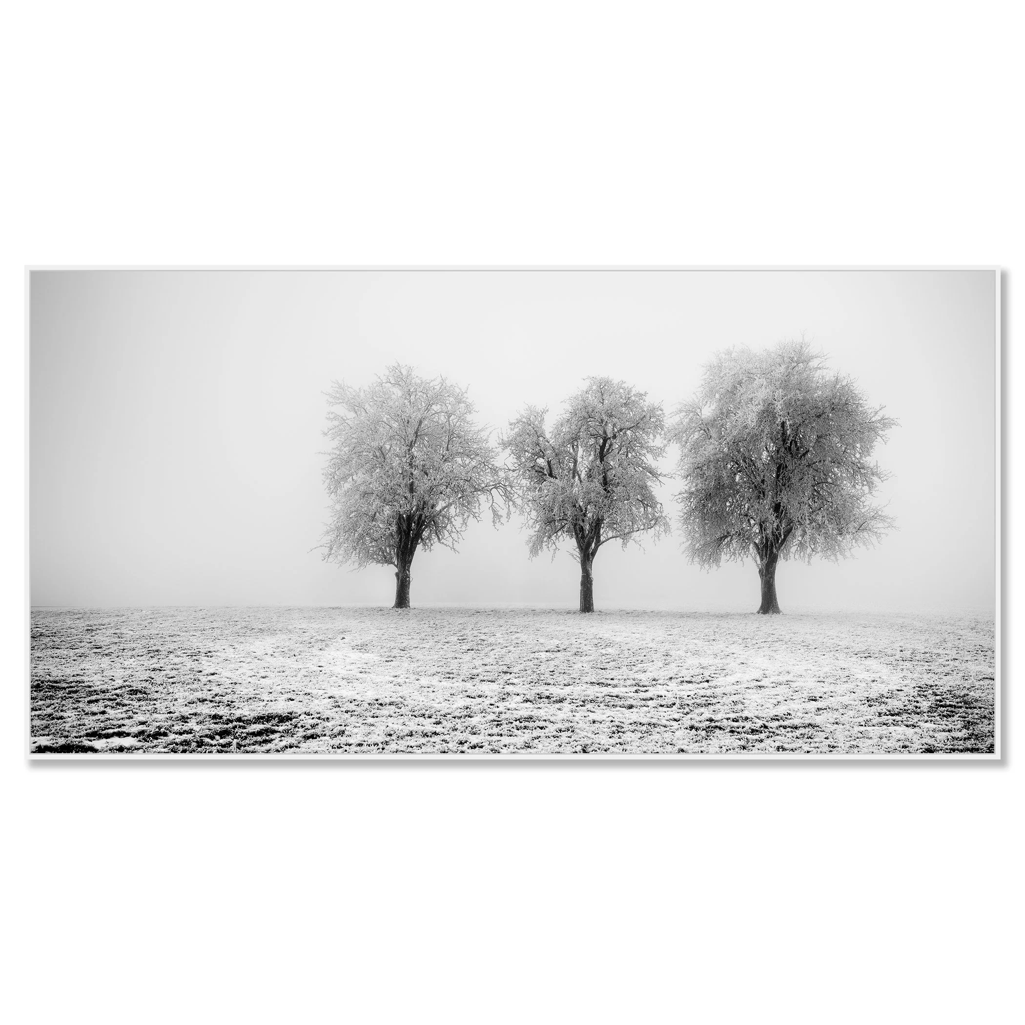Minimalist winter landscape with three frozen trees in a frosty field, captured in black and white – framed ArtBox white