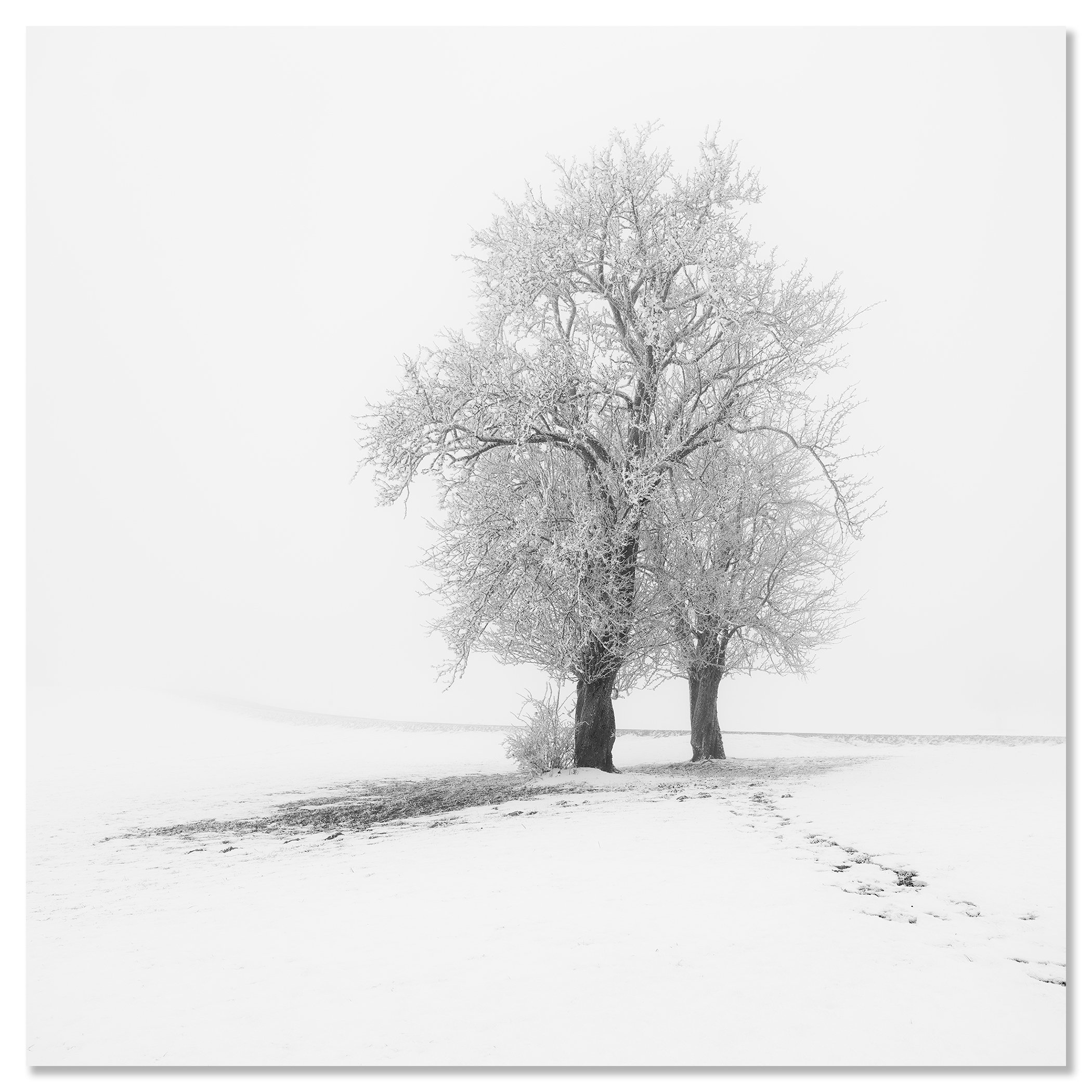 Frosted Trees in Silence – Austria, black-and-white photograph mounted on frameless aluminium Dibond.