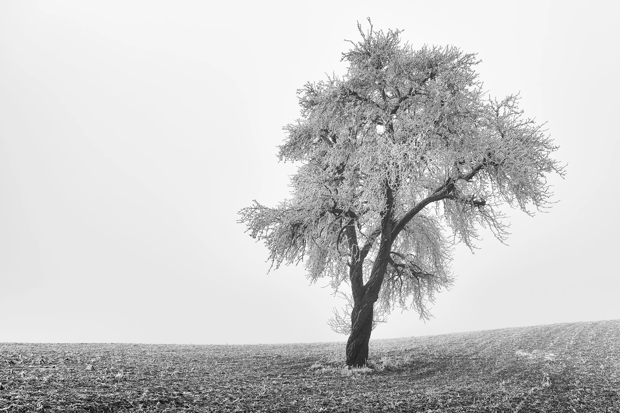 Tree in Frozen Field Study 1 – minimalist black-and-white photograph of a solitary tree on a frozen field in Austria by Gerald Berghammer.