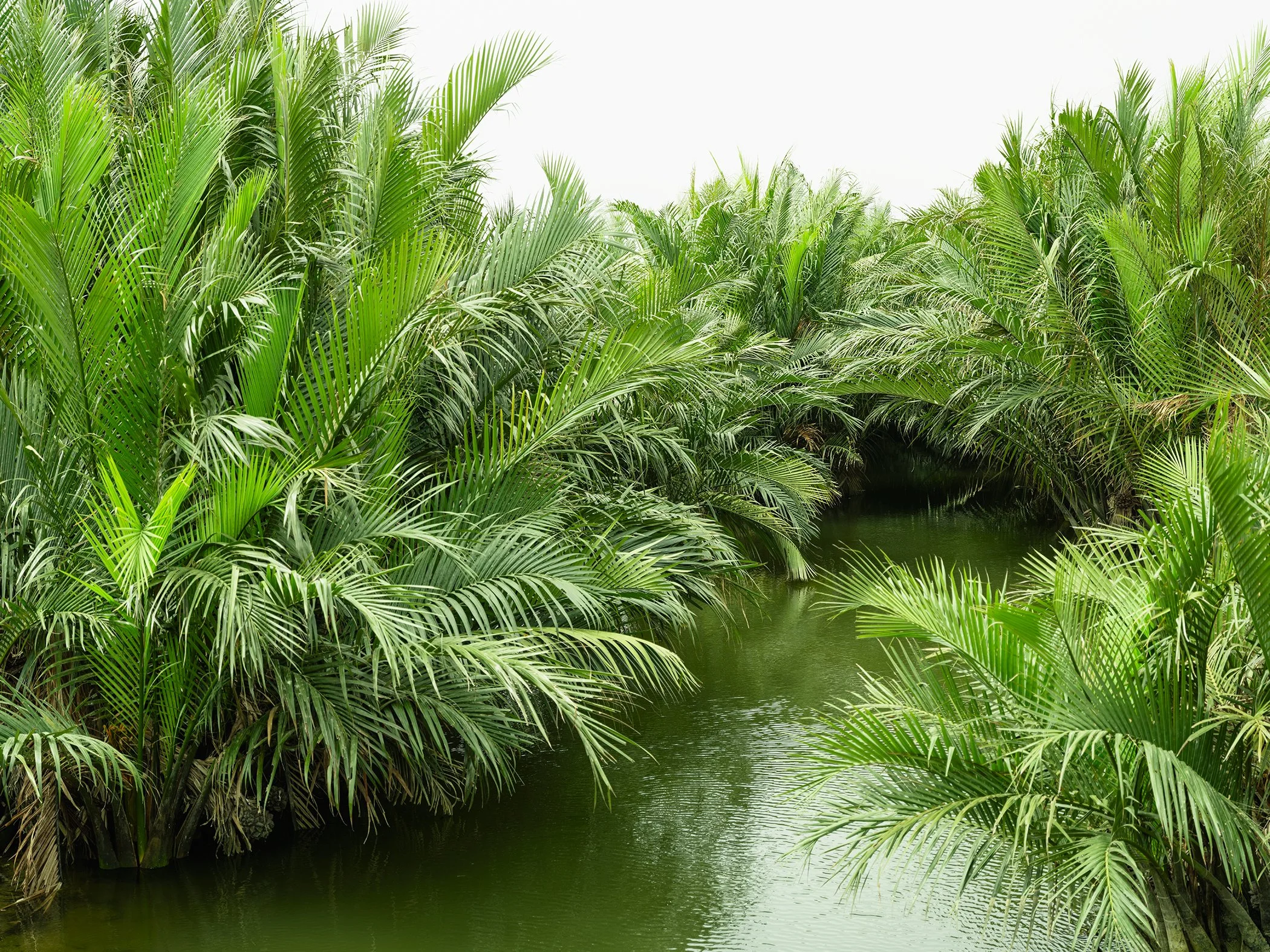 Welcome to the Jungle, Study 1 – lush nipa palms surrounding a calm waterway in Vietnam, photographed by Gerald Berghammer.