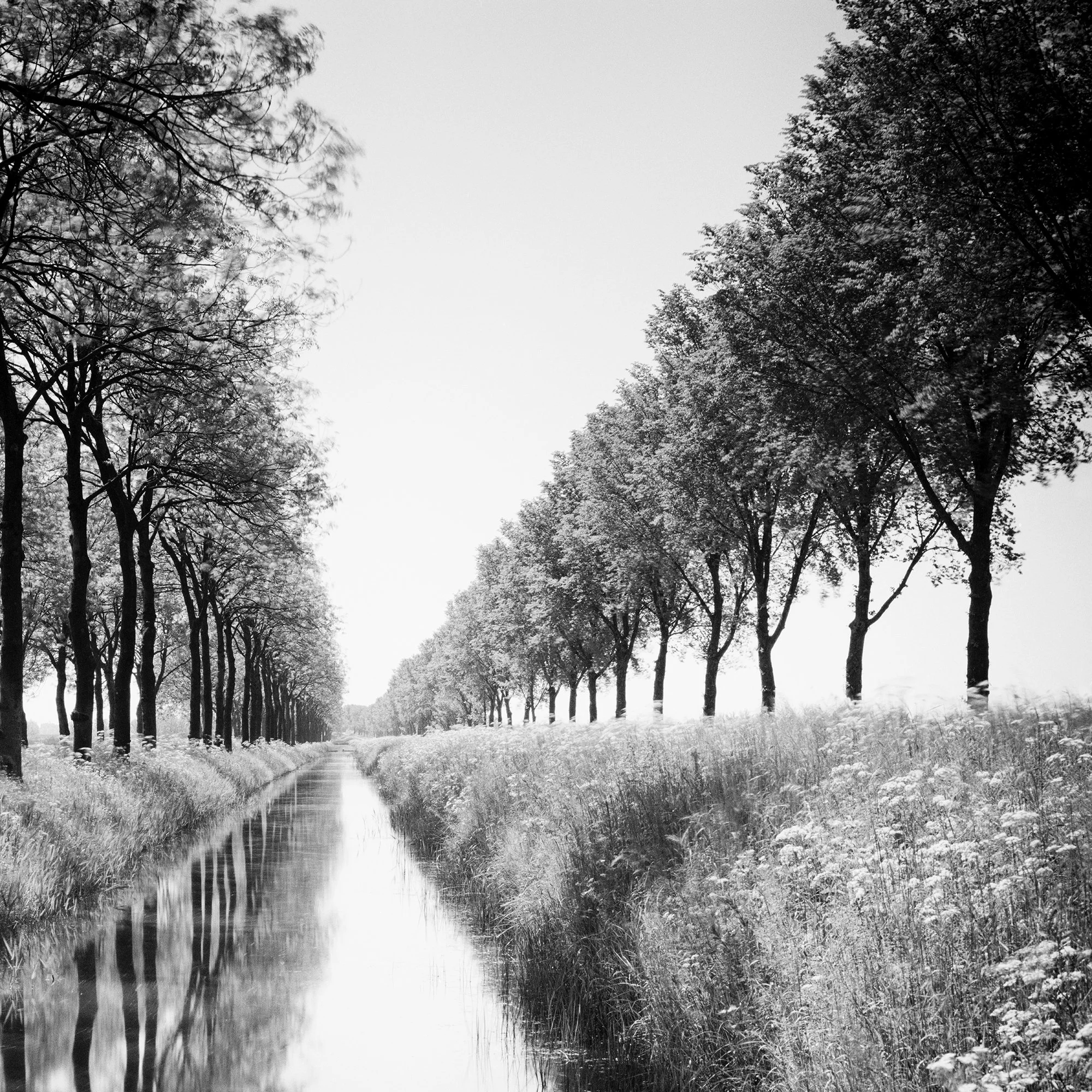 Cropped detail of Gracht Study 1, Netherlands showing the tree-lined canal and grassy banks