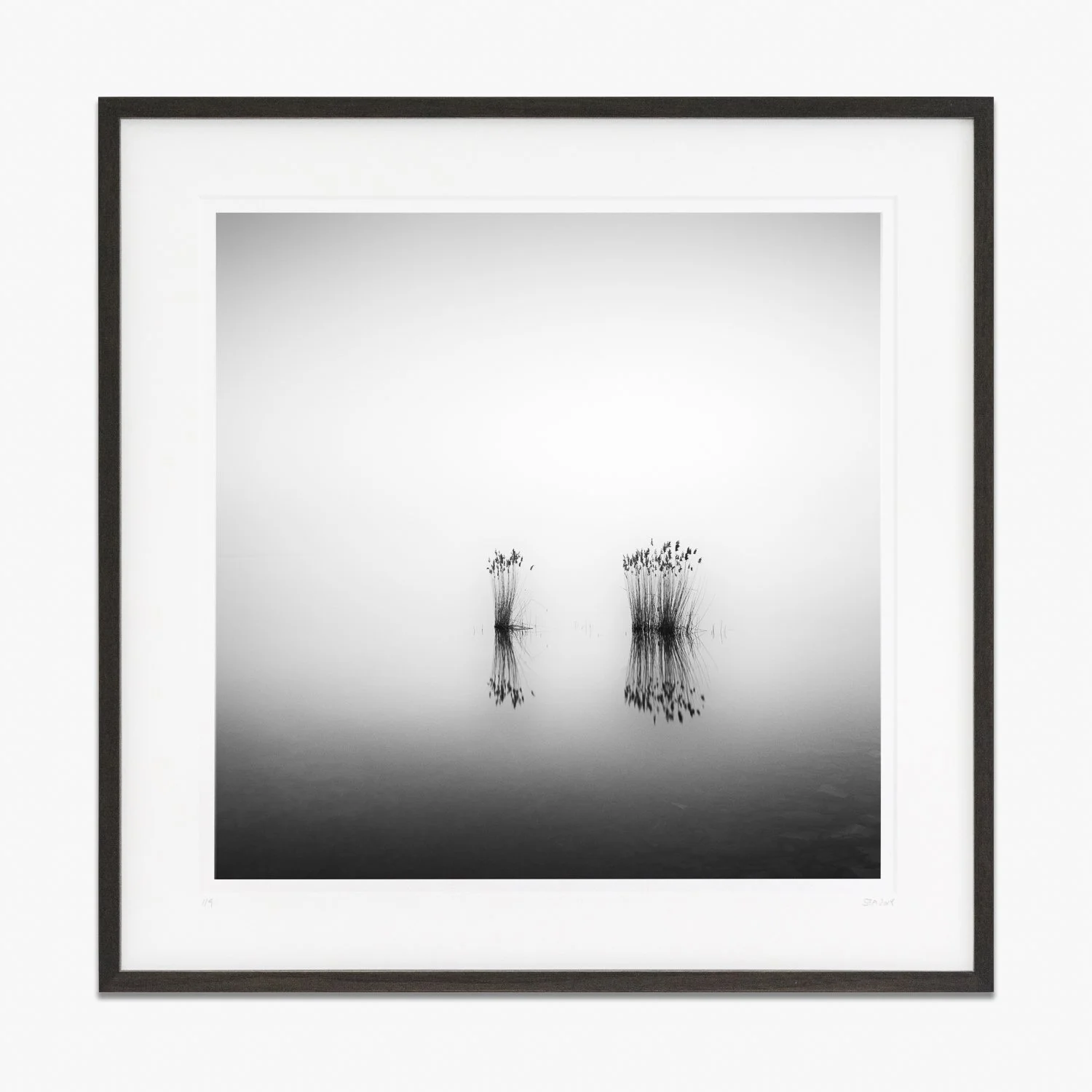 Phragmites Study 1 by Gerald Berghammer – minimalist black-and-white photograph of reeds reflected in still water, presented in a dark-brown wooden frame.