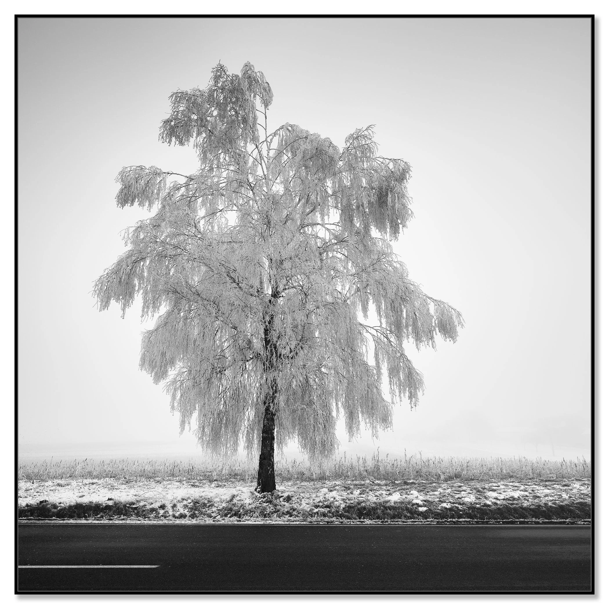 Frozen Birch Tree Study 1 – Austria, black-and-white photograph in a black aluminium ArtBox frame.