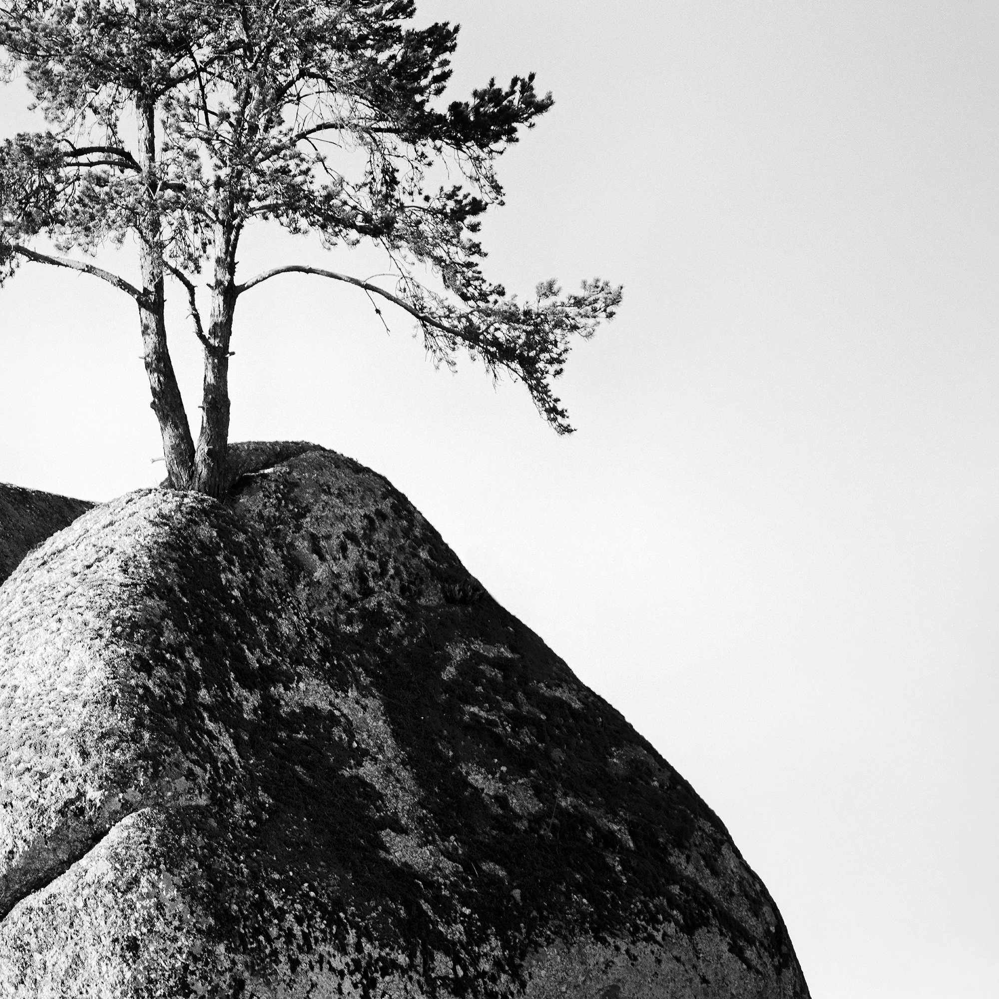 Cropped view of the black-and-white fine art print Lonely Tree on the Rock by Gerald Berghammer.