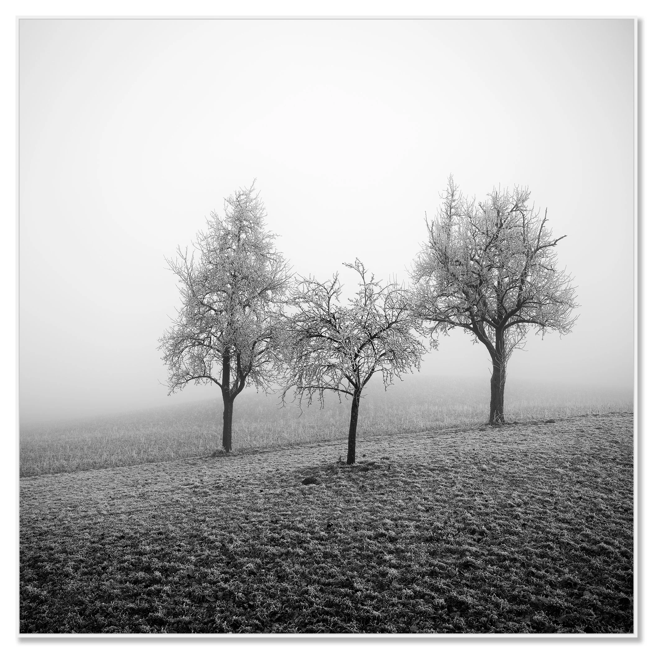 Three leafless fruit trees coated in snow in a foggy winter field in Austria – dibond ArtBox white