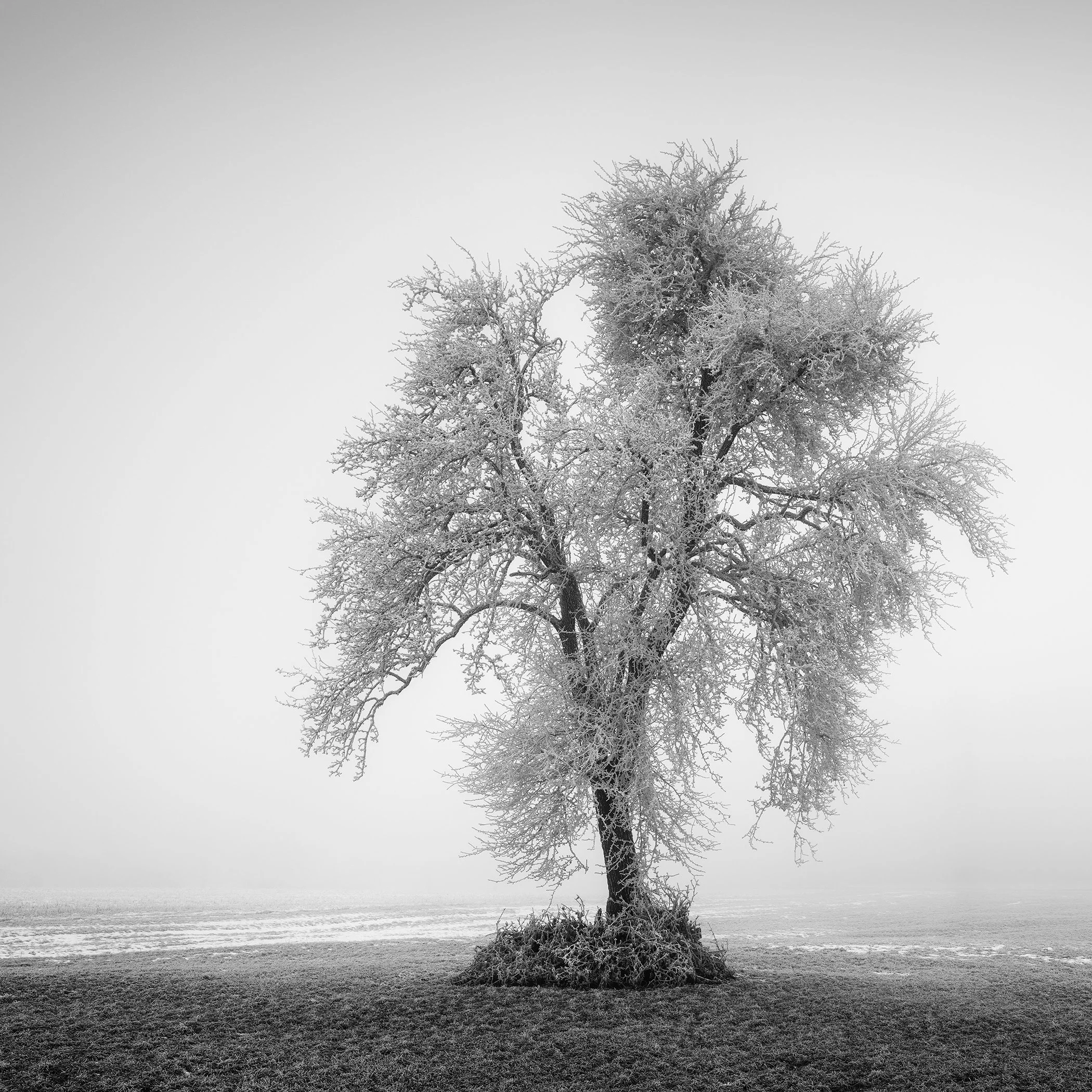 Minimalist black-and-white photograph of a solitary hoarfrost-covered tree in a frozen field in Austria by Gerald Berghammer.