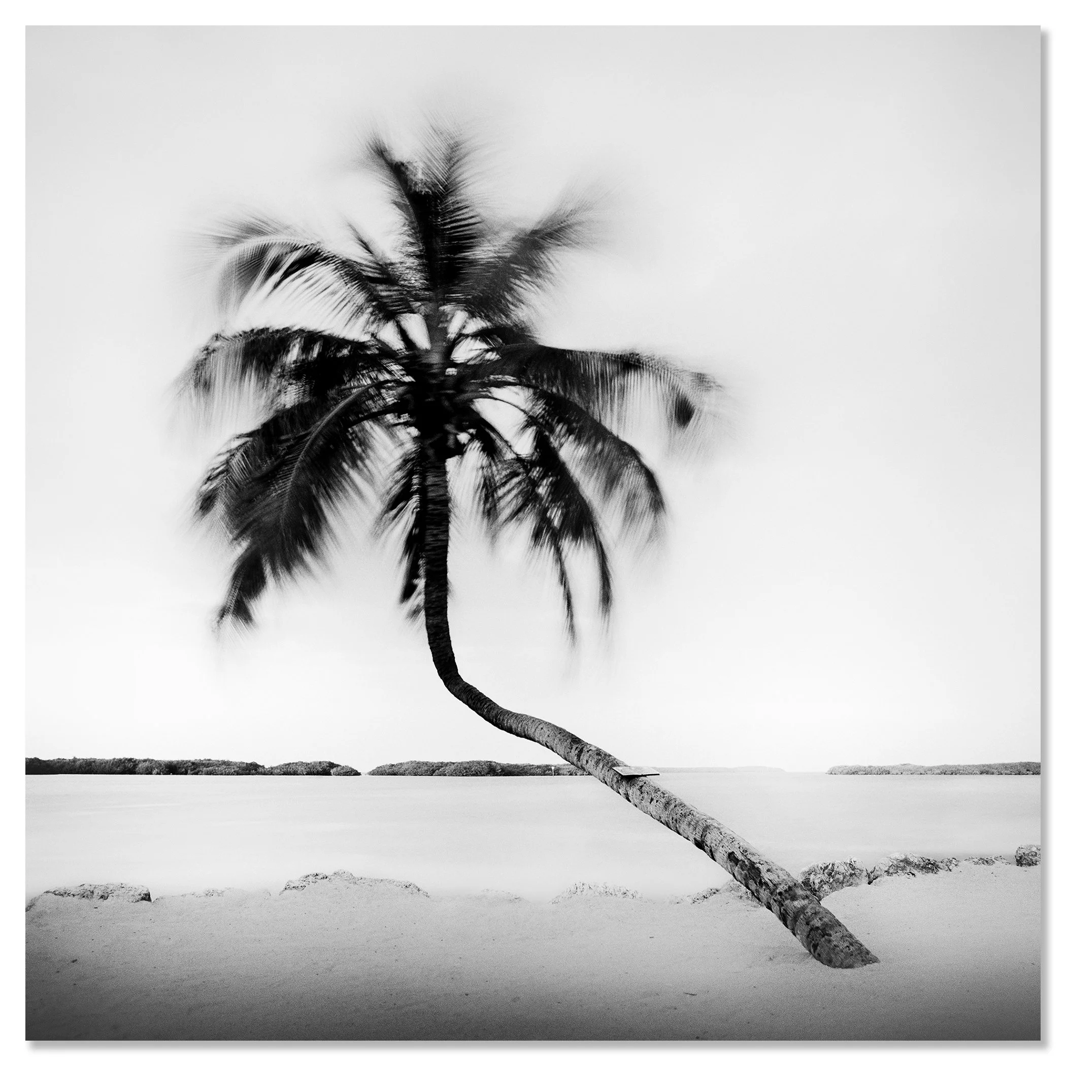 Bent Palm Study 1 presented as a frameless black-and-white Dibond artwork by Gerald Berghammer.