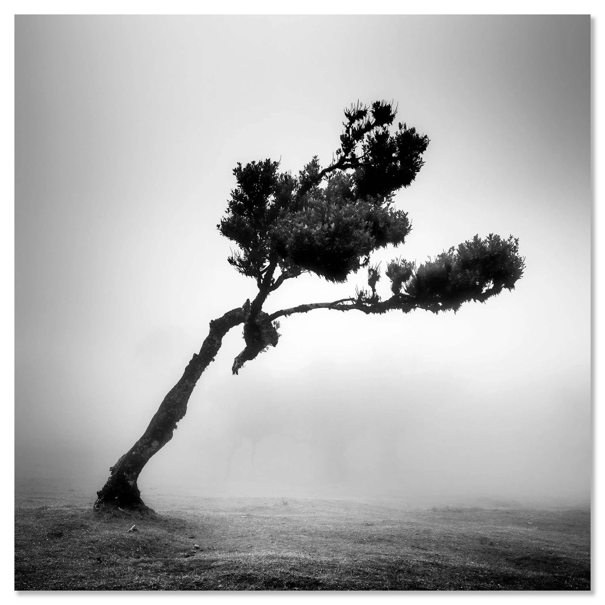 Black-and-white photograph of a windswept tree standing alone in a misty landscape – dibond frameless