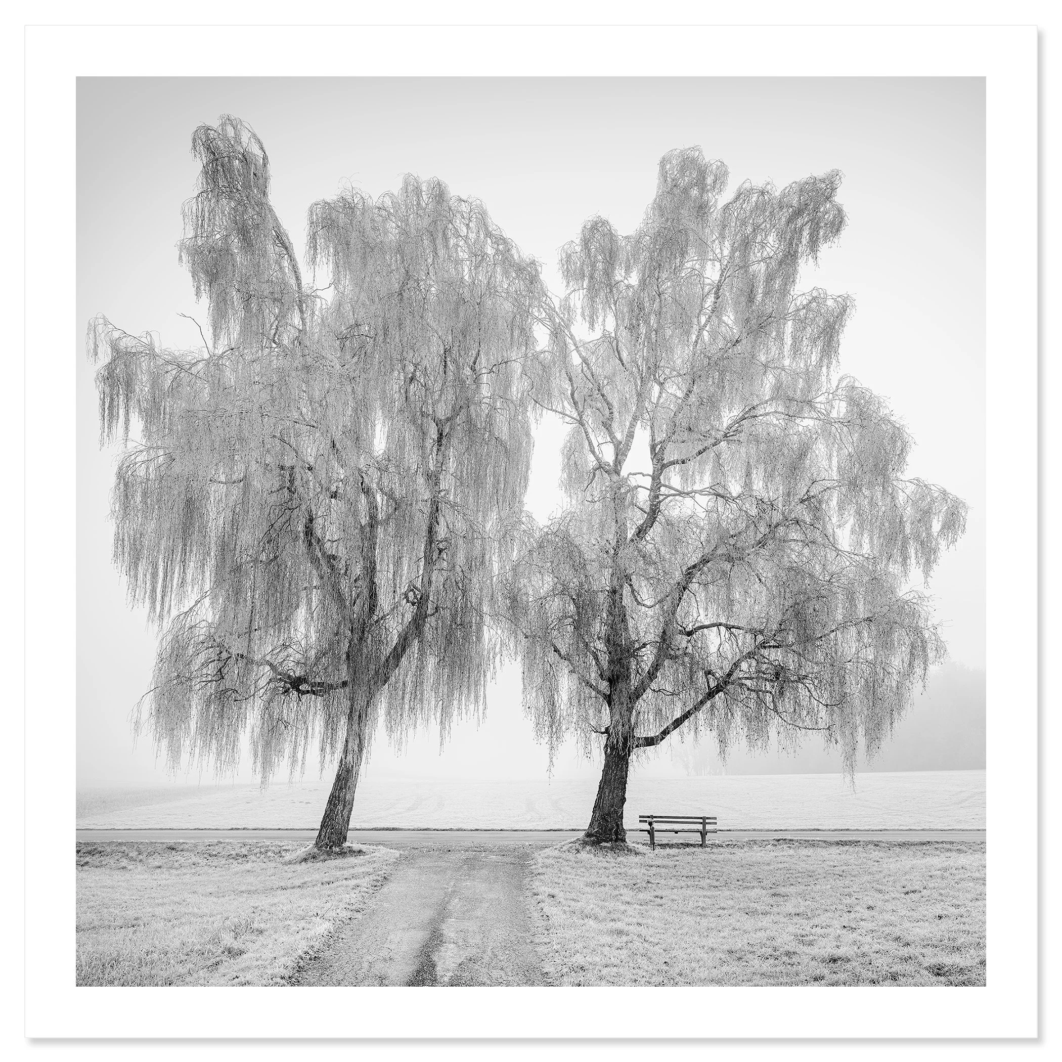 © 2025 Gerald Berghammer - Black and white landscape photography. Two leafless trees near a park bench on a foggy day, with a dirt path leading towards the trees. Fine art print only