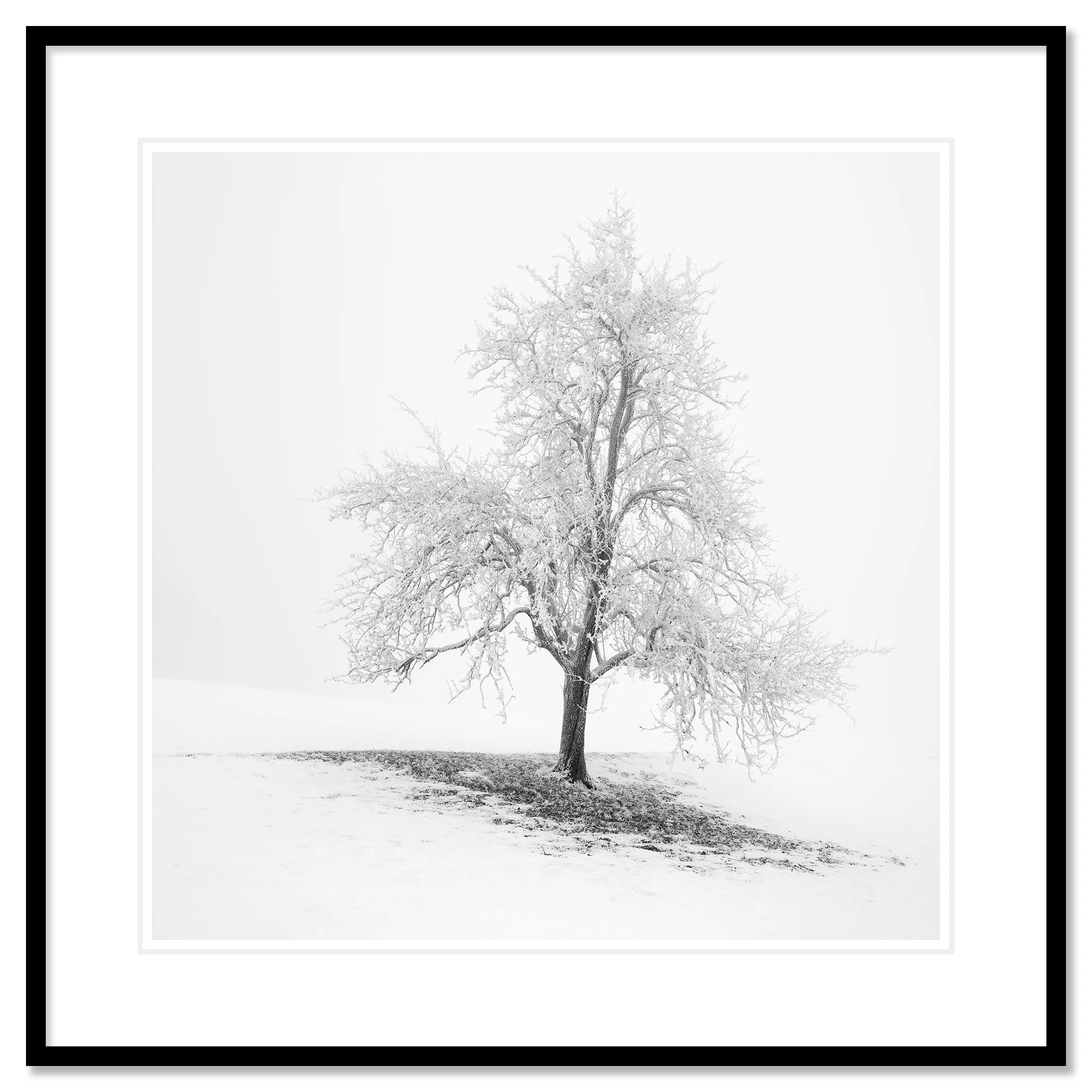 Frosted Winter Tree – Austria, archival pigment print in a black aluminium frame with white mount