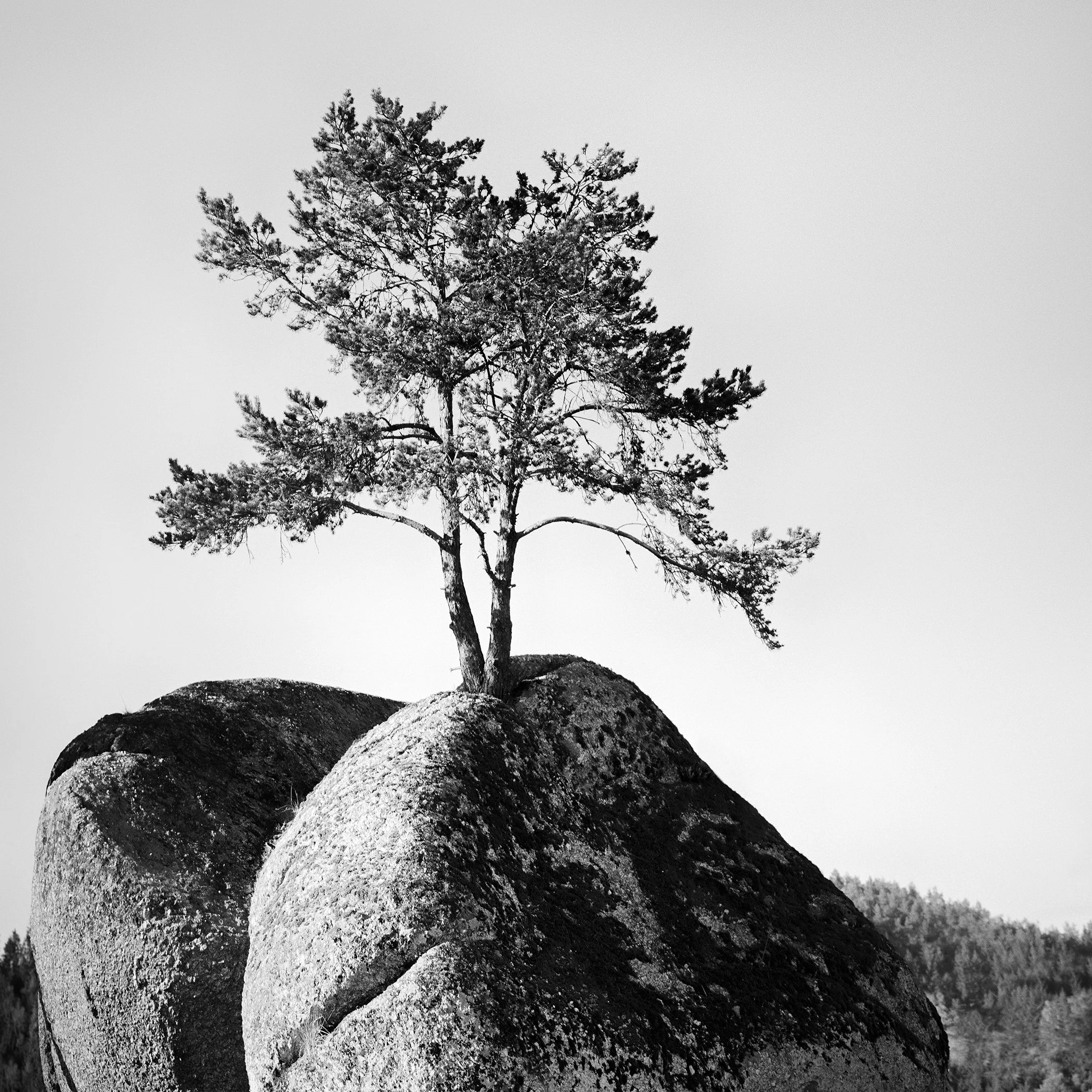 Black and white photo of a solitary pine tree growing on a rocky boulder, minimalist nature landscape.
