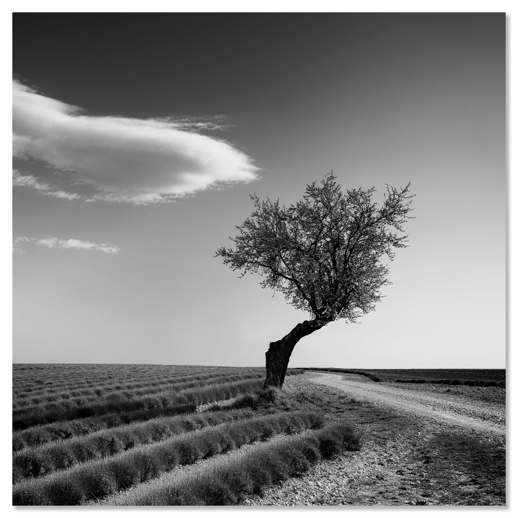 Lavender Field with Lonely Tree Study 1 by Gerald Berghammer, frameless black-and-white fine art print mounted on aluminium Dibond.