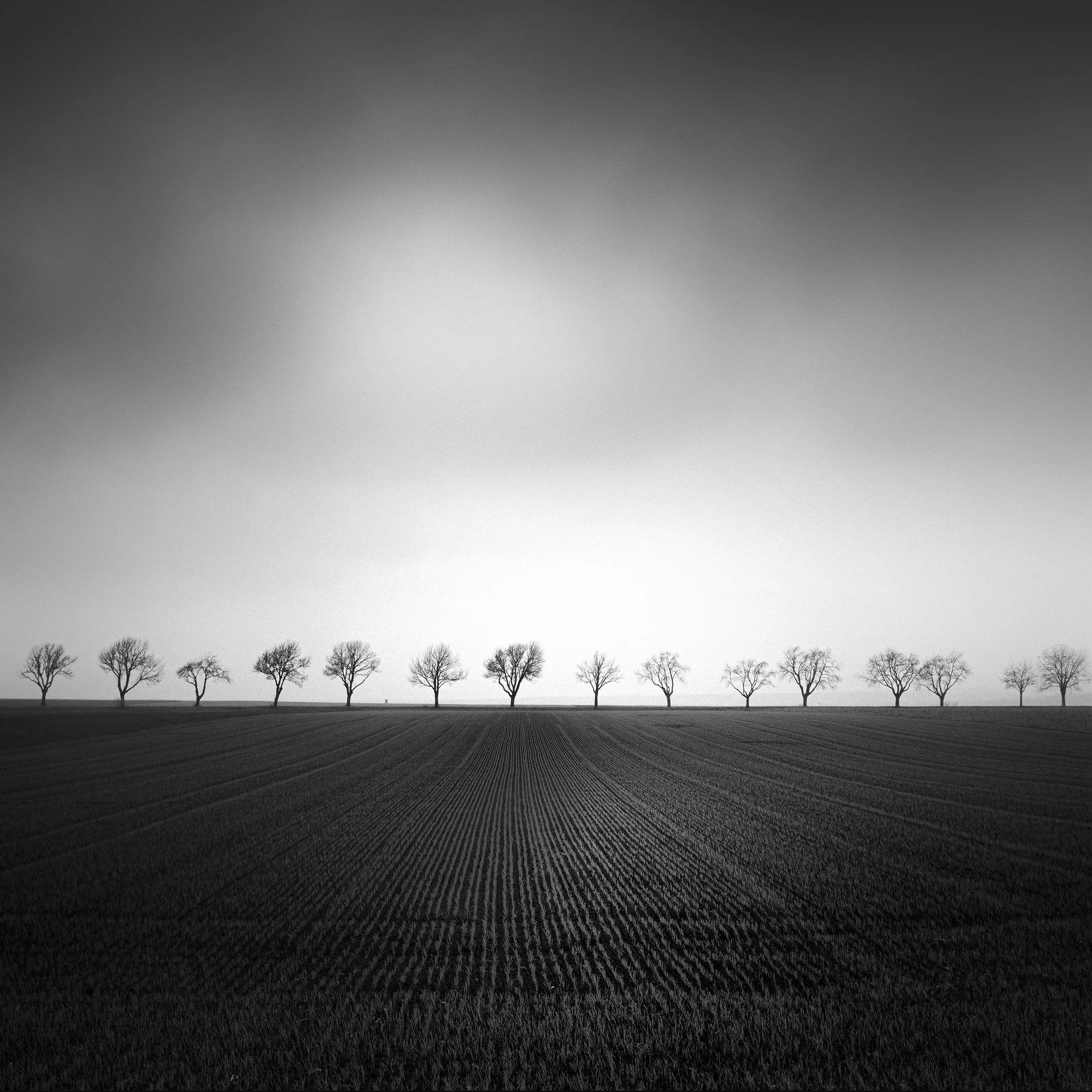 Black-and-white photograph of a cherry tree avenue across a cultivated field in Austria. Photo by Gerald Berghammer.
