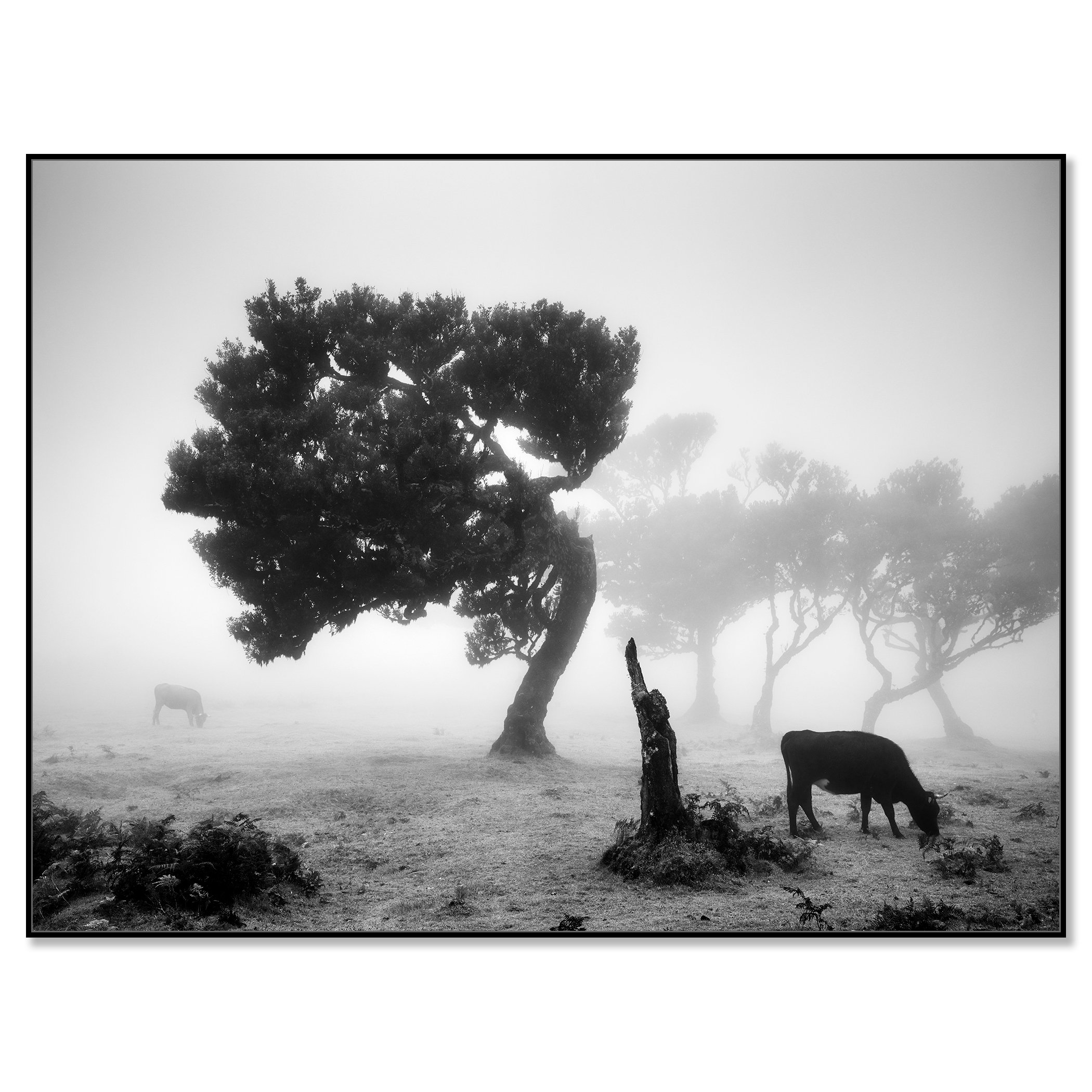 Black-and-white photo of a cow grazing in fog beside a wind-bent tree in Fanal Forest, Madeira – framed ArtBox black