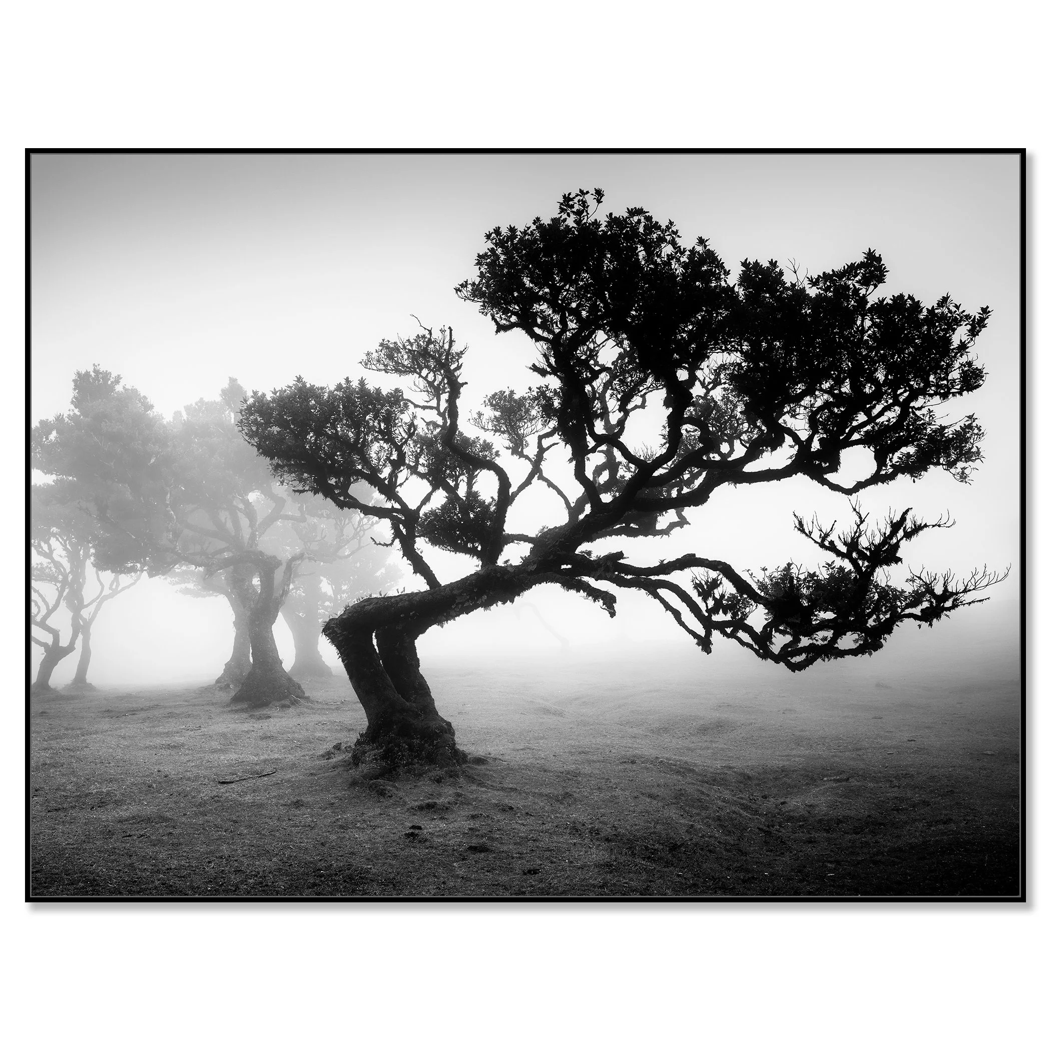 Dramatic Madeira nature photography showing ancient trees in Fanal Forest during heavy mist – framed ArtBox black
