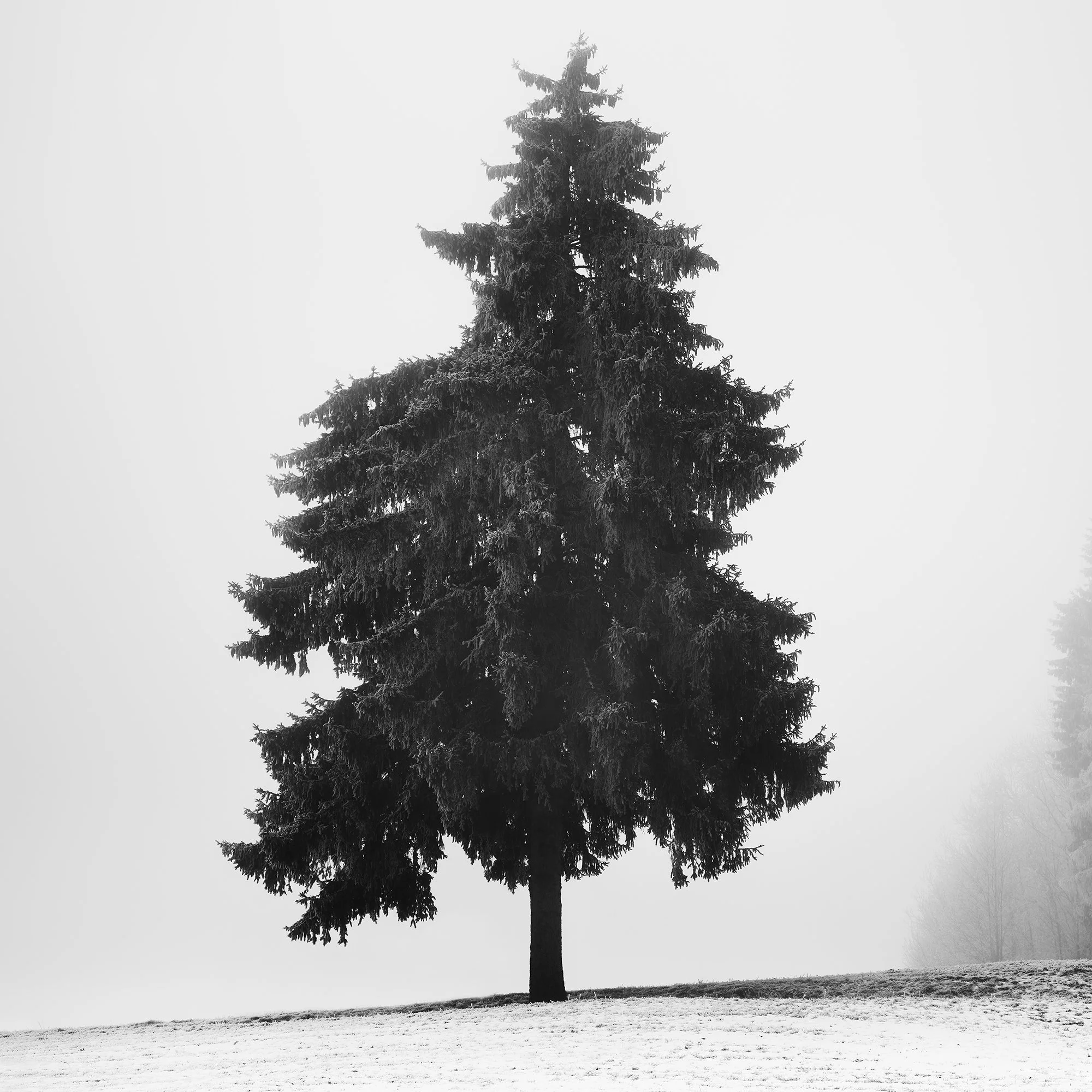 Detail of the solitary evergreen tree in Christmas Tree Study 1, photographed in Austria by Gerald Berghammer.