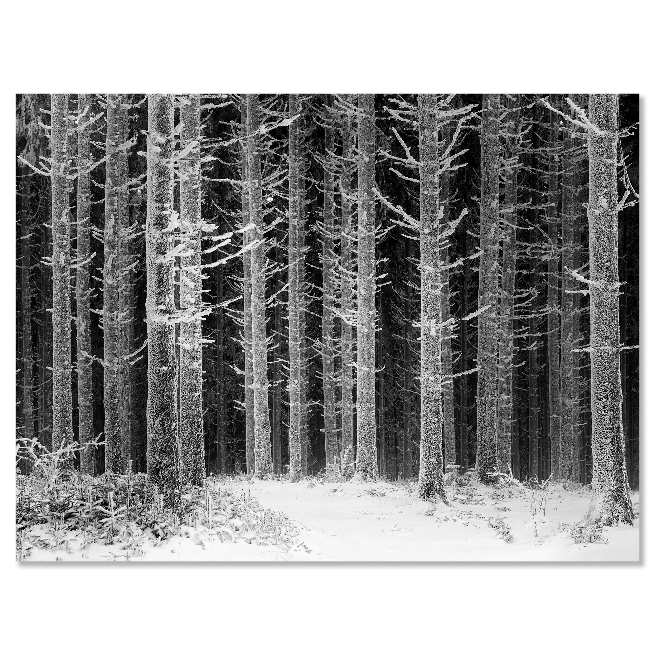 Path Through the Frosted Forest – Austria, black-and-white photograph mounted on frameless aluminium Dibond by Gerald Berghammer.