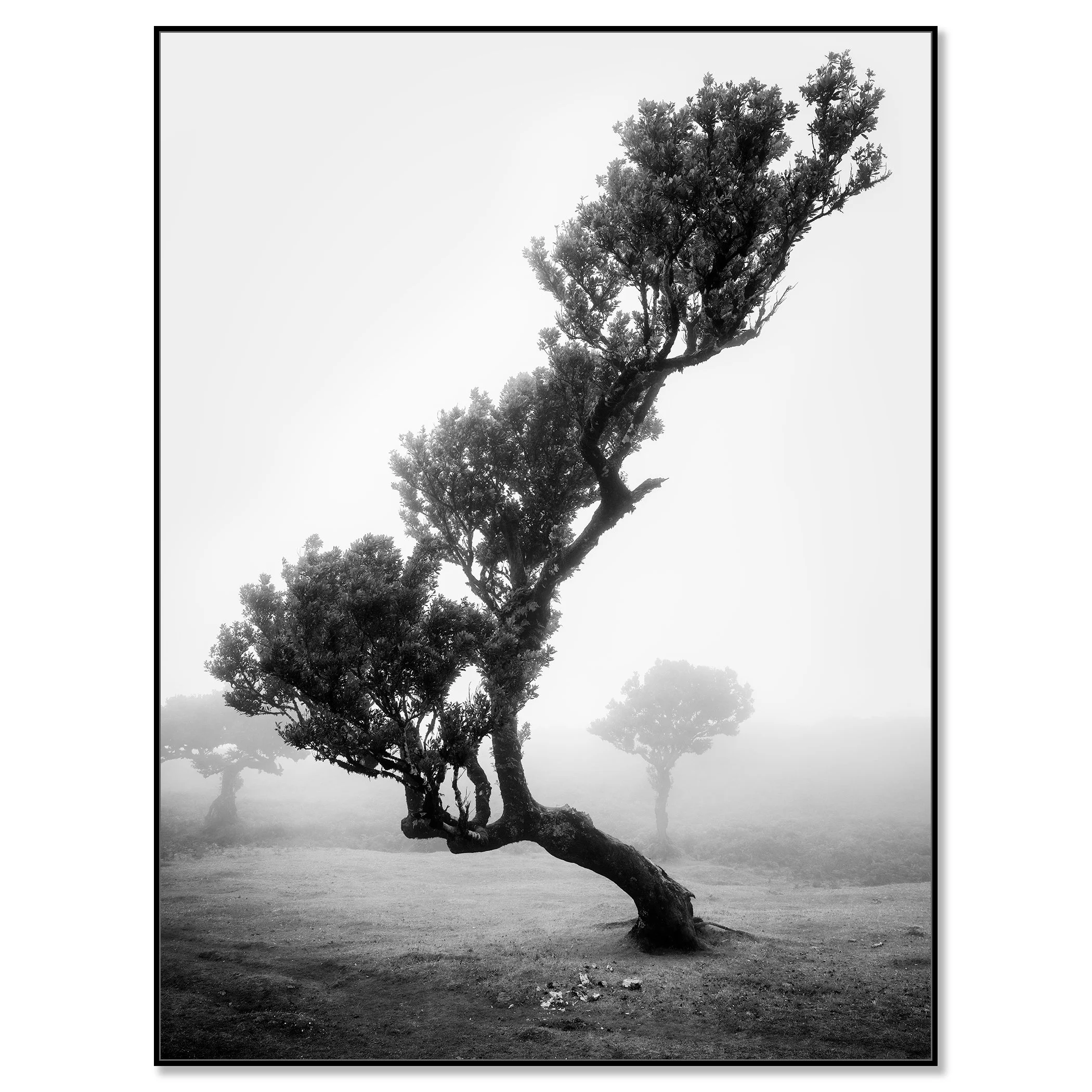 Ancient Laurisilva Forest Study 10 mounted on aluminium Dibond in a black ArtBox frame by Gerald Berghammer.