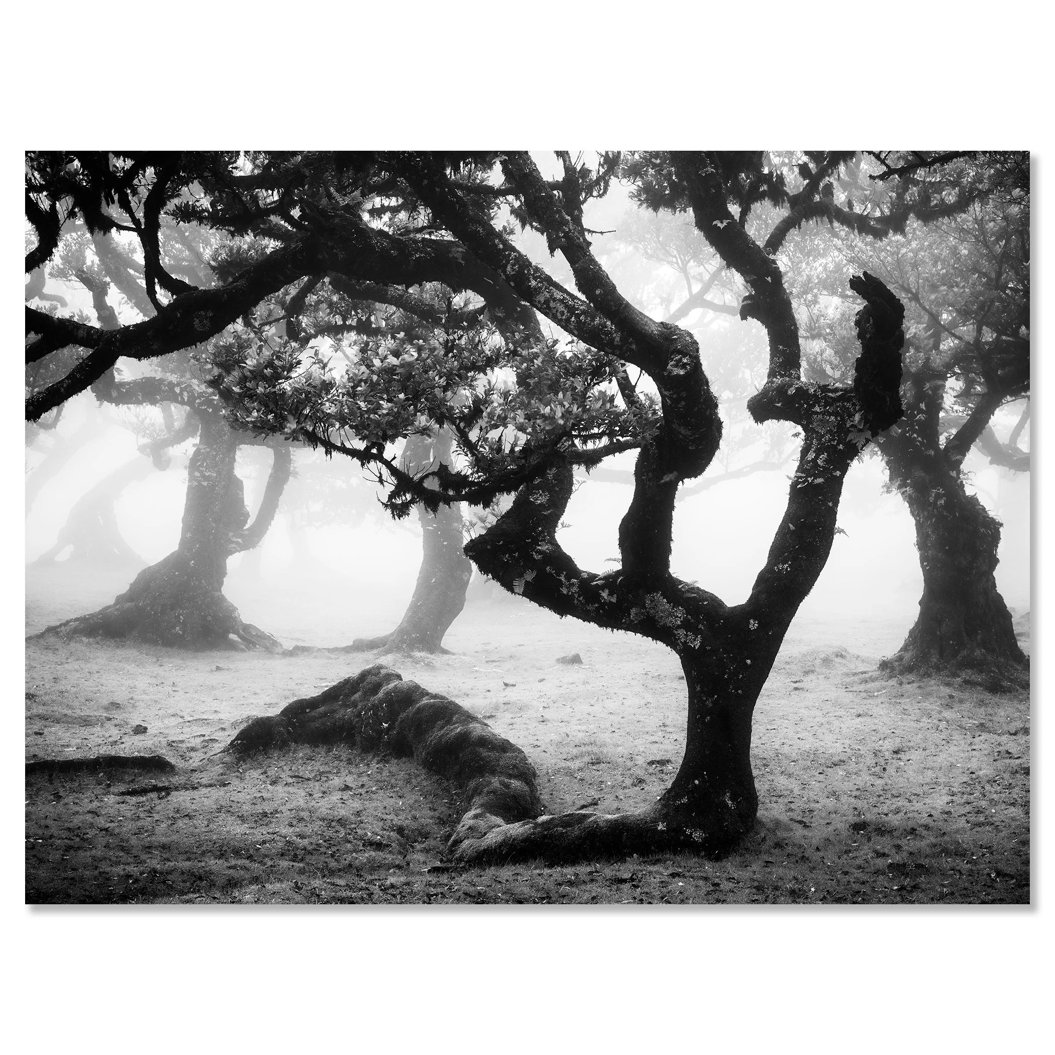 Monochrome misty forest scene with twisted, gnarled trees disappearing into fog – dibond frameless
