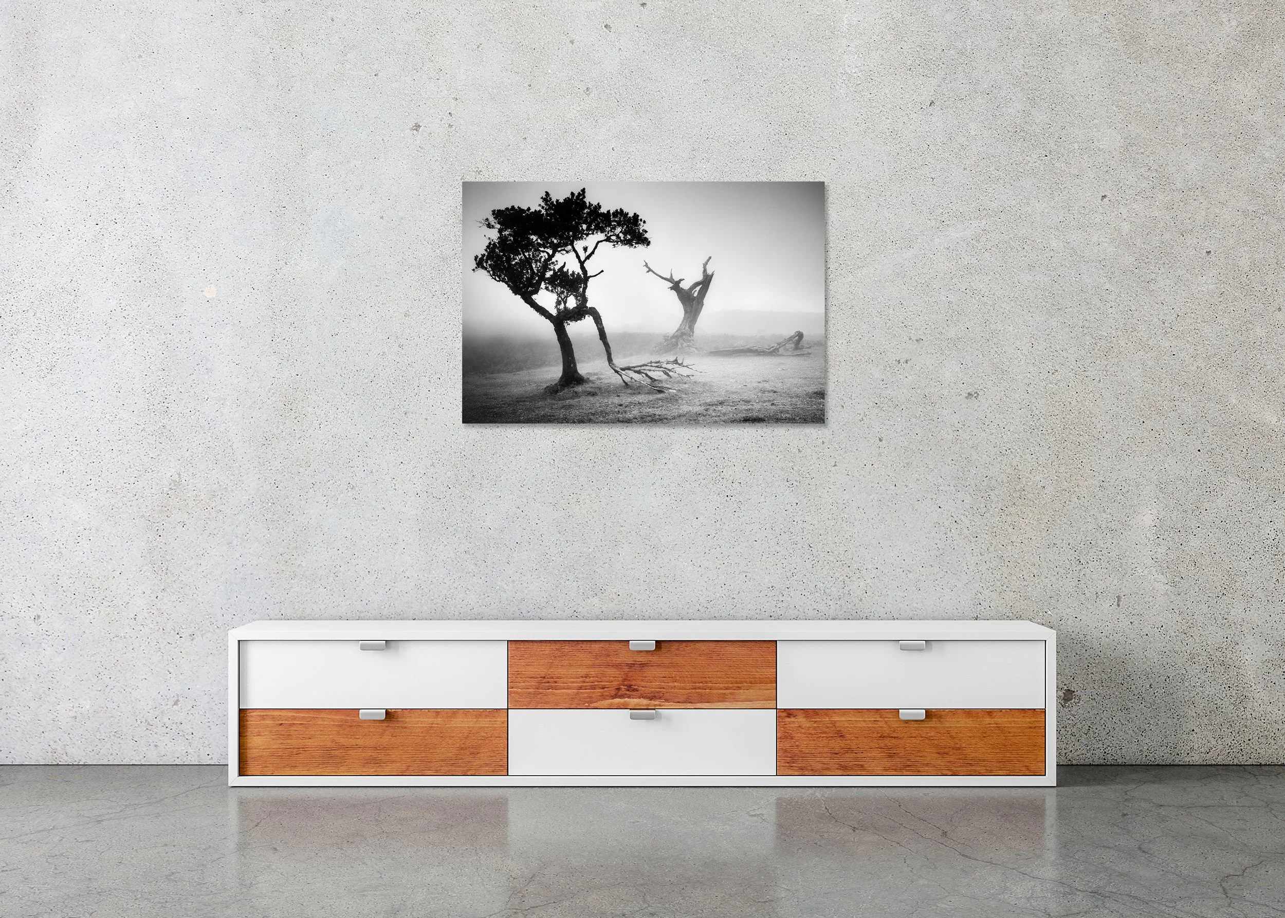 Misty laurisilva forest with a gnarled tree and open meadow at Fanal, Madeira Island, photo print mounted to Dibond, frameless.