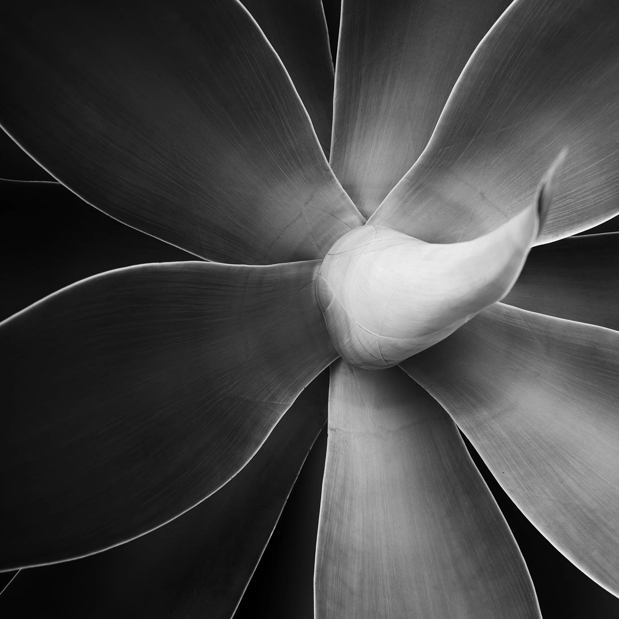 Abstract black-and-white macro photograph of a flower with layered petals and soft tonal gradients, Detail 1