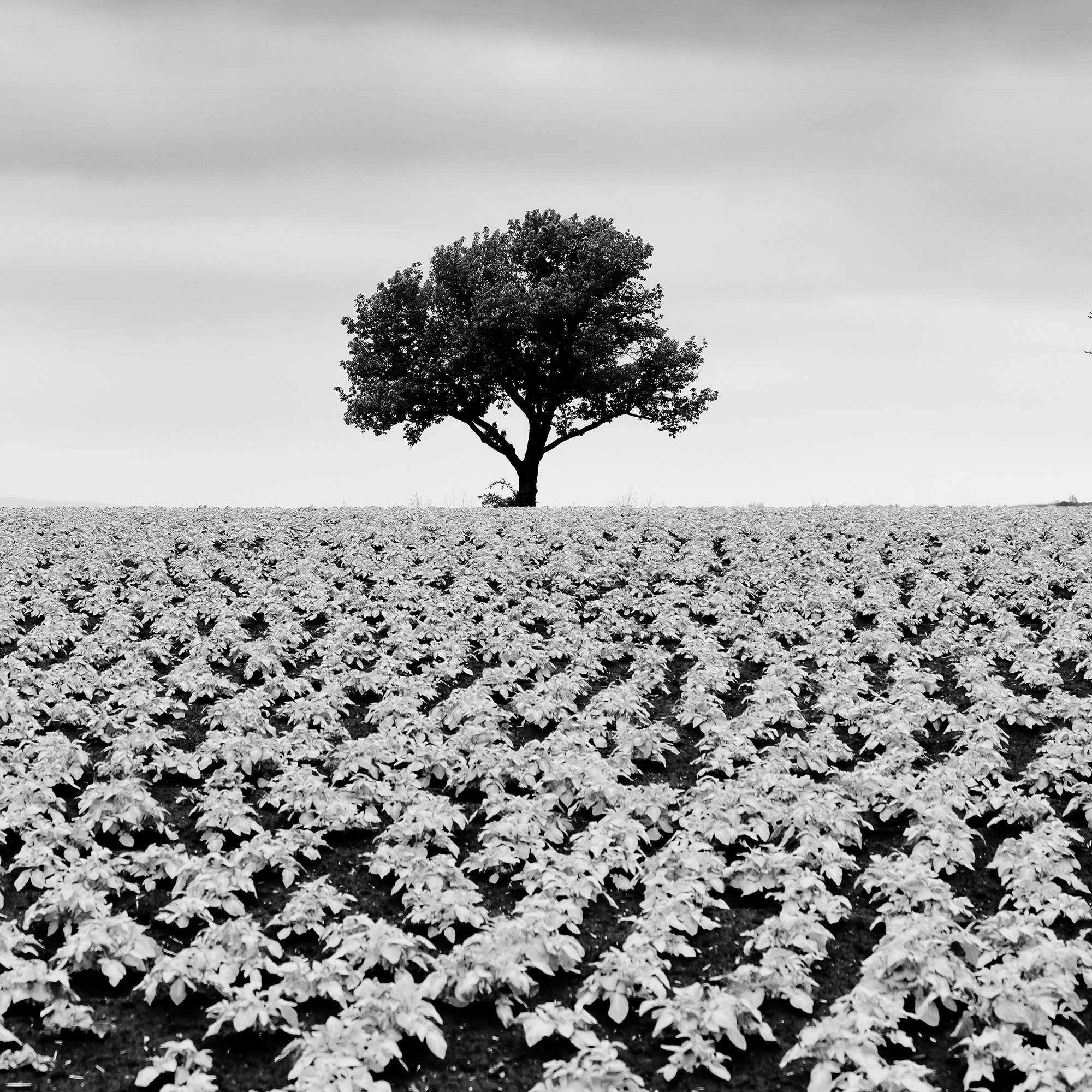 Detail of Potato Field with Cherry Trees Study 2 by Gerald Berghammer, showing a solitary cherry tree above textured rows of potato plants.