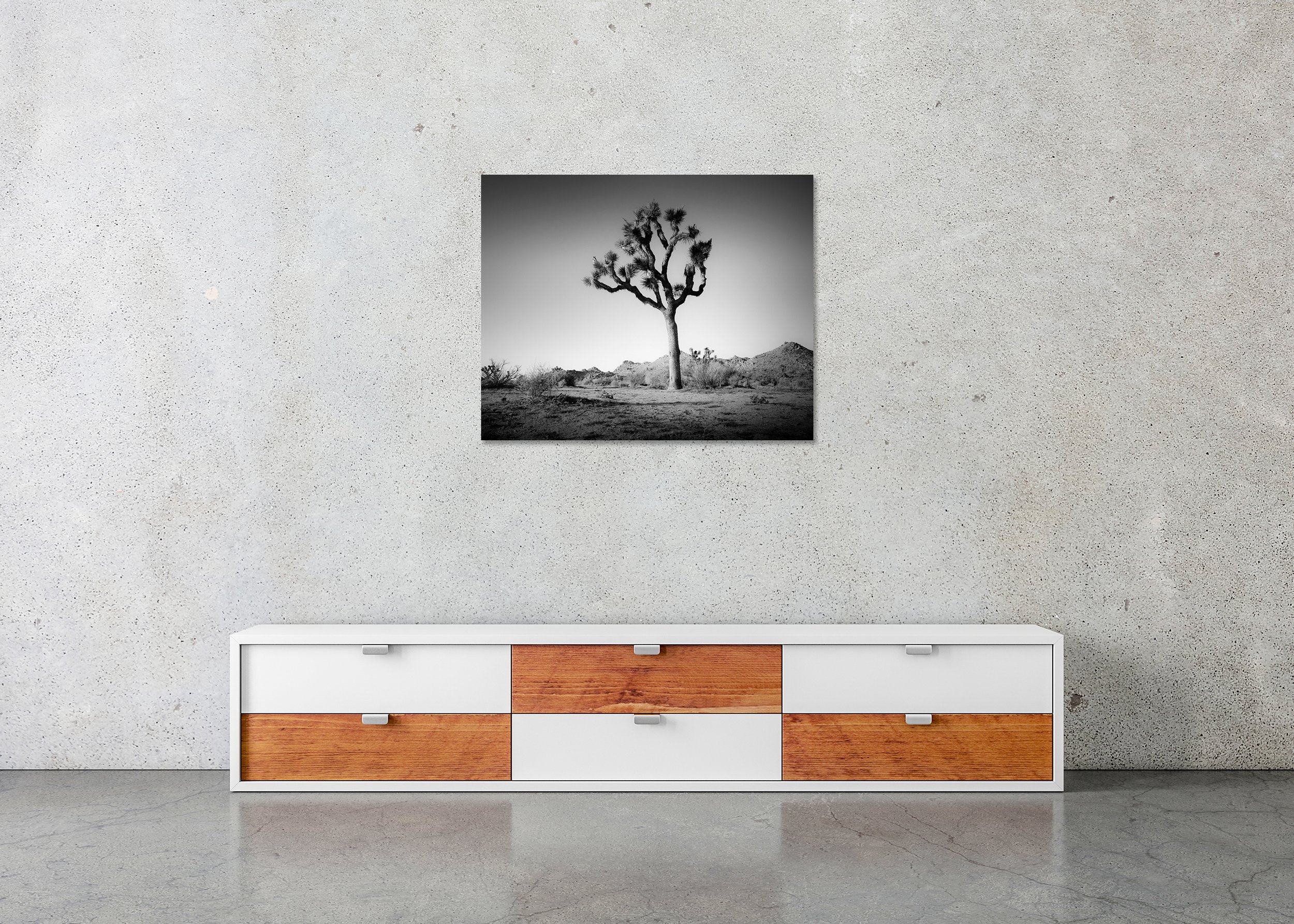 Gerald Berghammer - Joshua Tree in Mojave Desert, landscape, California, USA, CromaLuxe print on aluminium, frameless
