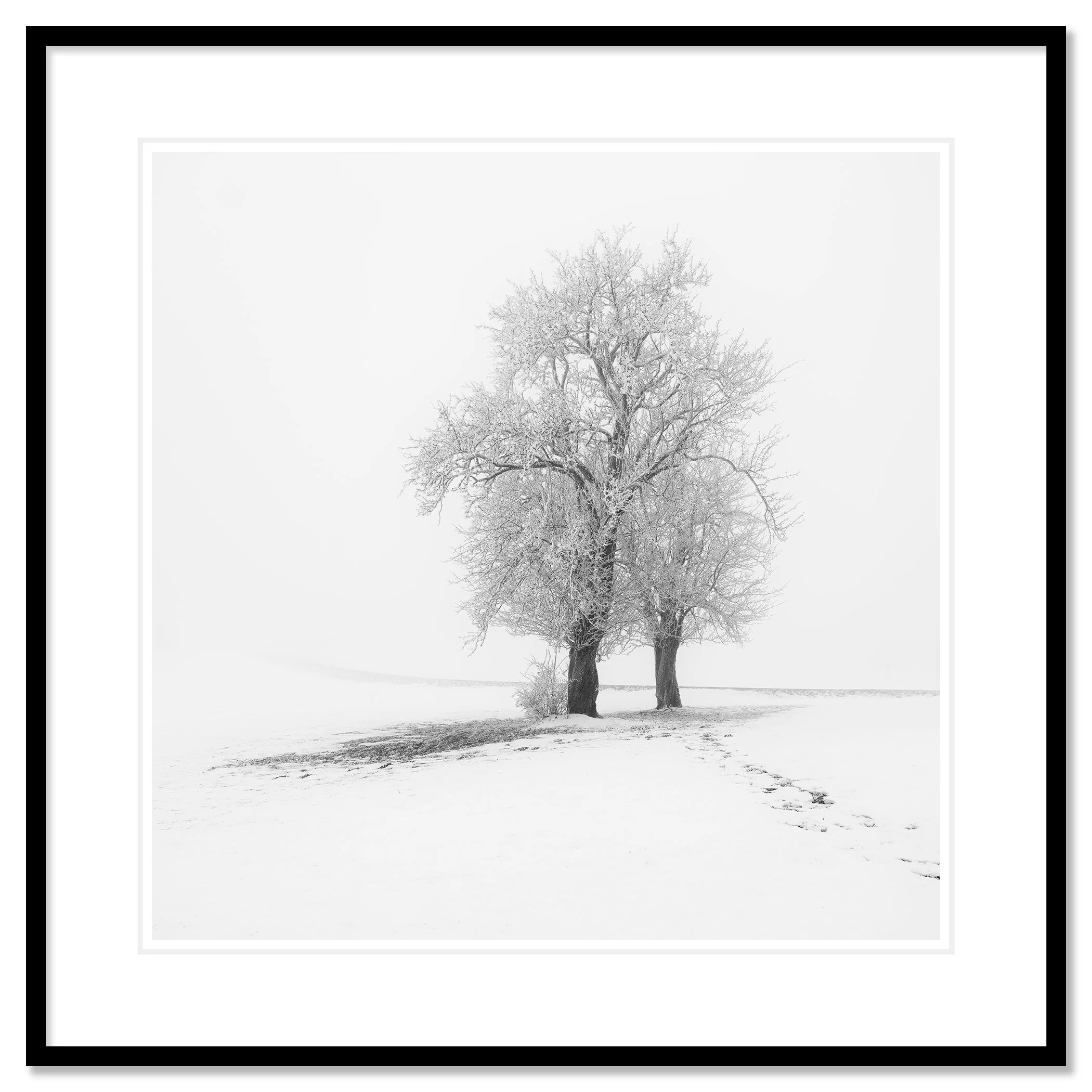 Frosted Trees in Silence – Austria, archival pigment print in a black aluminium frame with a white mount.