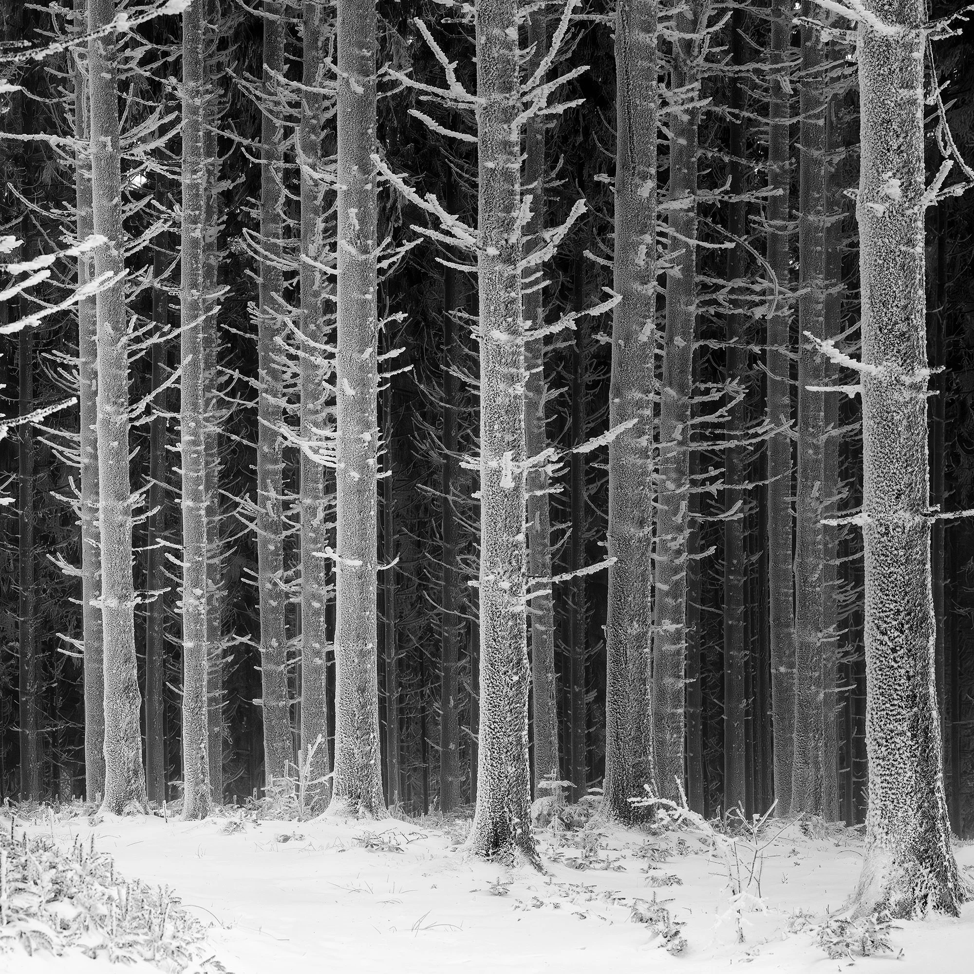Detail of snow-covered trees and delicate winter textures in an Austrian forest, photographed in black and white by Gerald Berghammer.