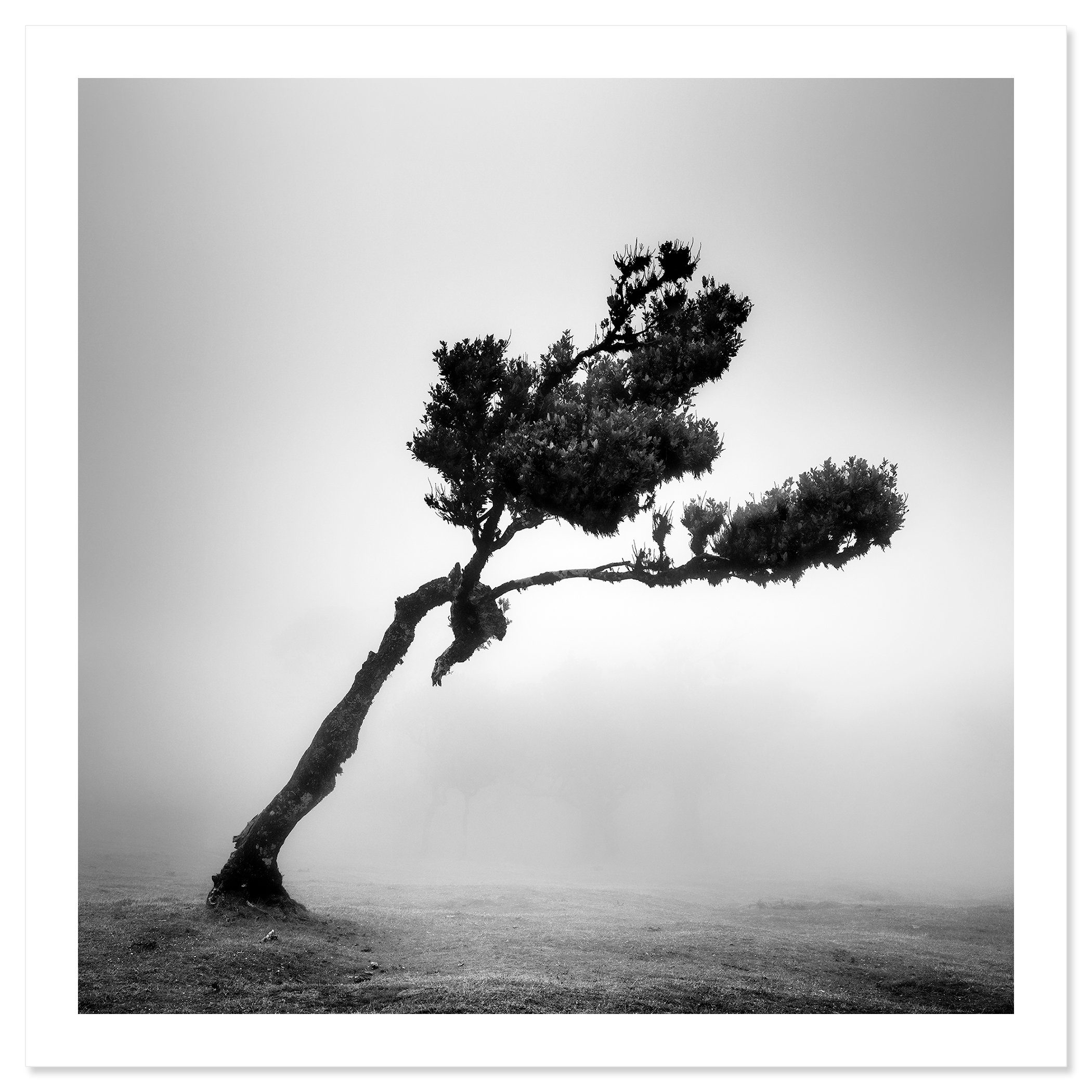 Deer in Fairy Forest Study 1 presented as a black-and-white archival pigment print with a white border by Gerald Berghammer.
