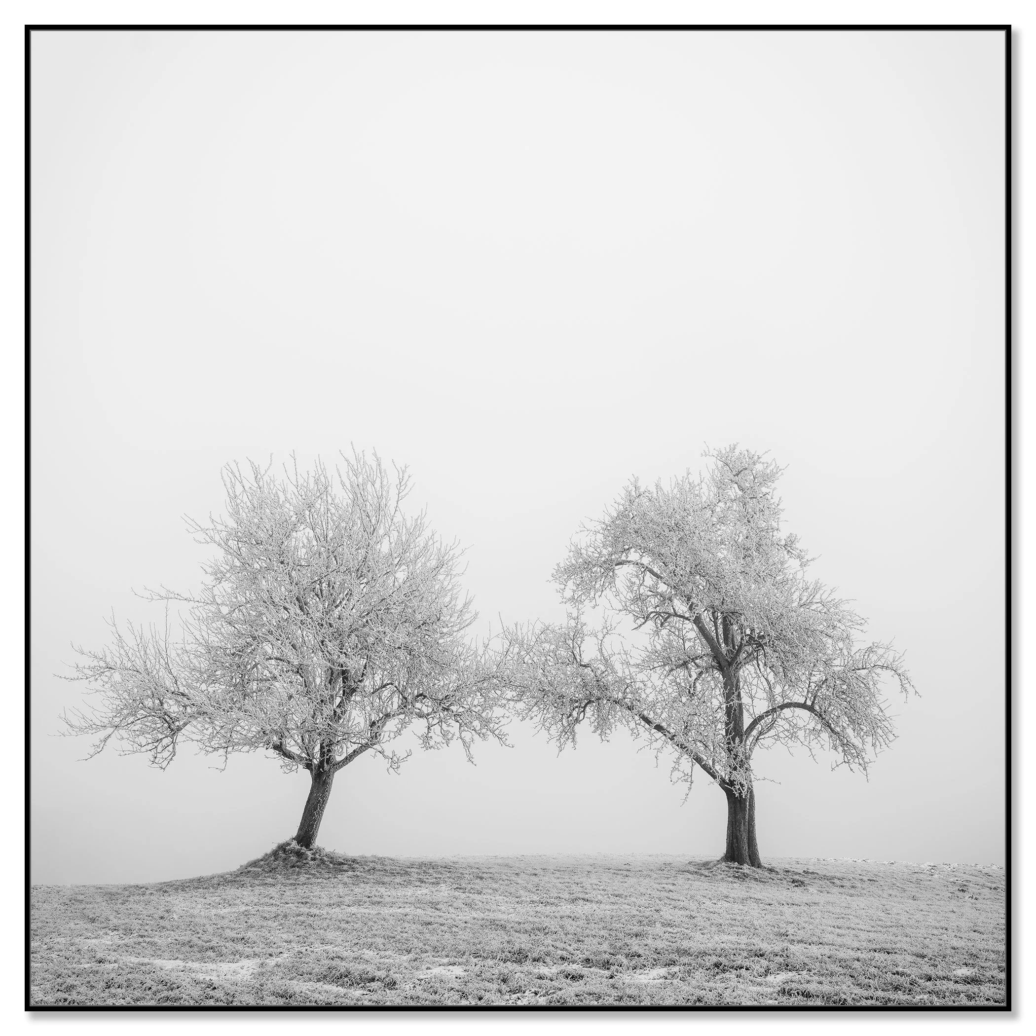 Hoarfrosted Trees Study 1 by Gerald Berghammer, minimalist winter landscape photograph on aluminium Dibond in a black ArtBox frame.