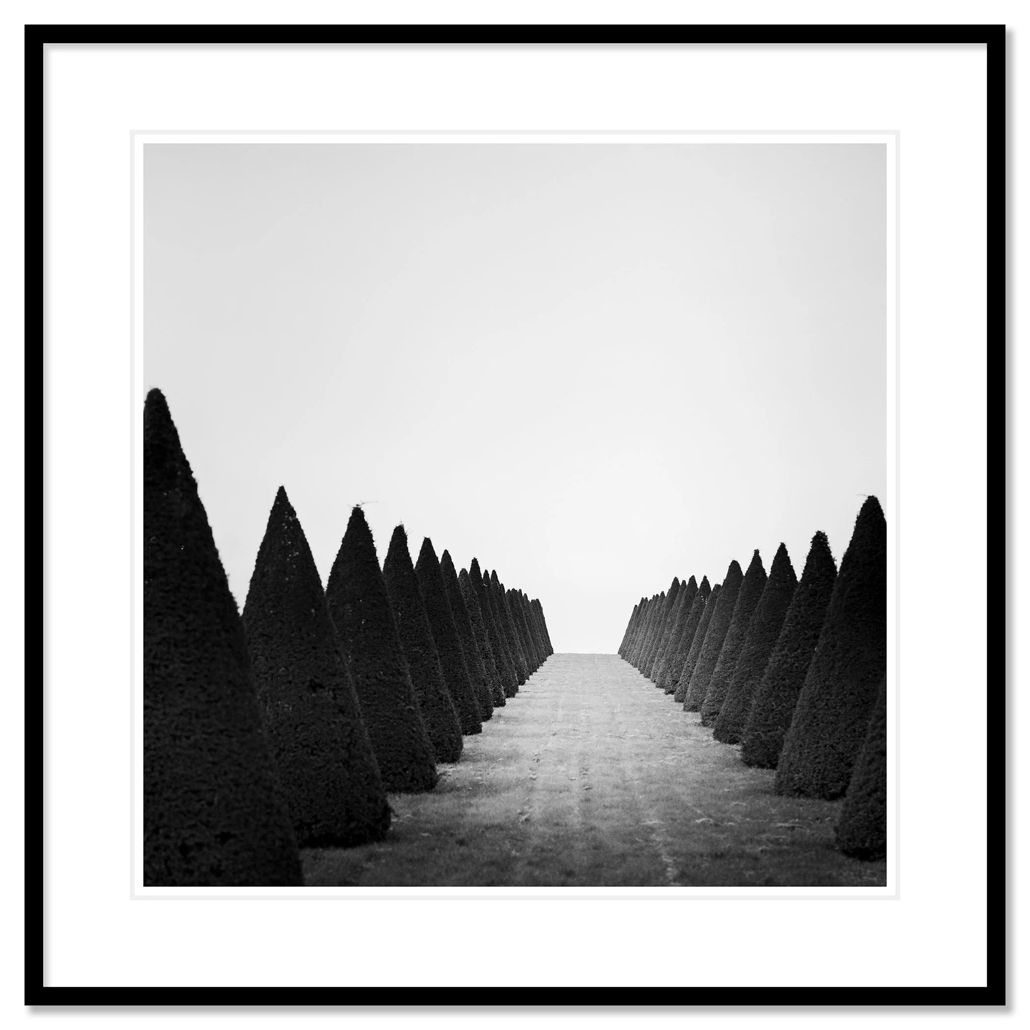 Hedges Study 4 displayed as an archival pigment print in a black aluminium frame with white mount by Gerald Berghammer.