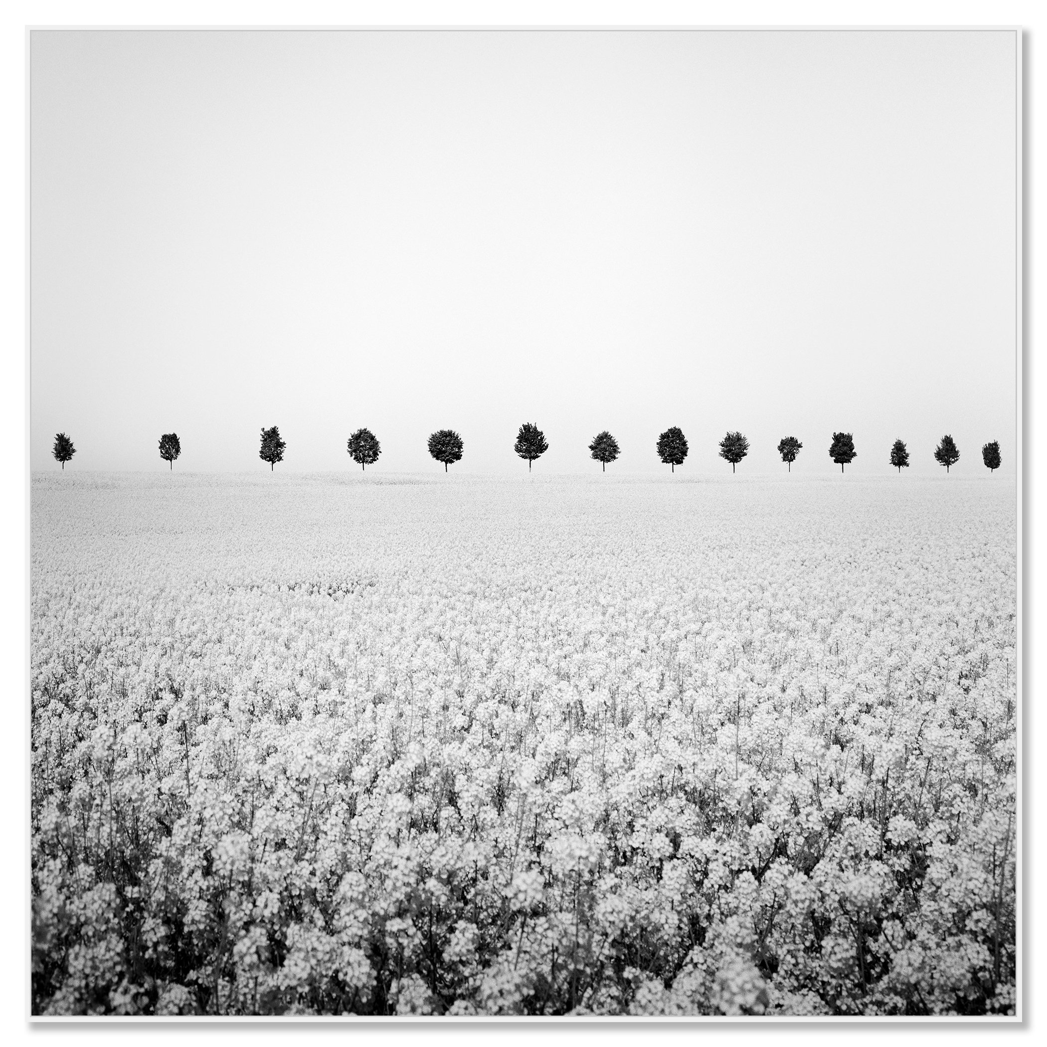 Black-and-white landscape photograph of an open field with a distant row of trees on the horizon beneath a clear sky – framed ArtBox white