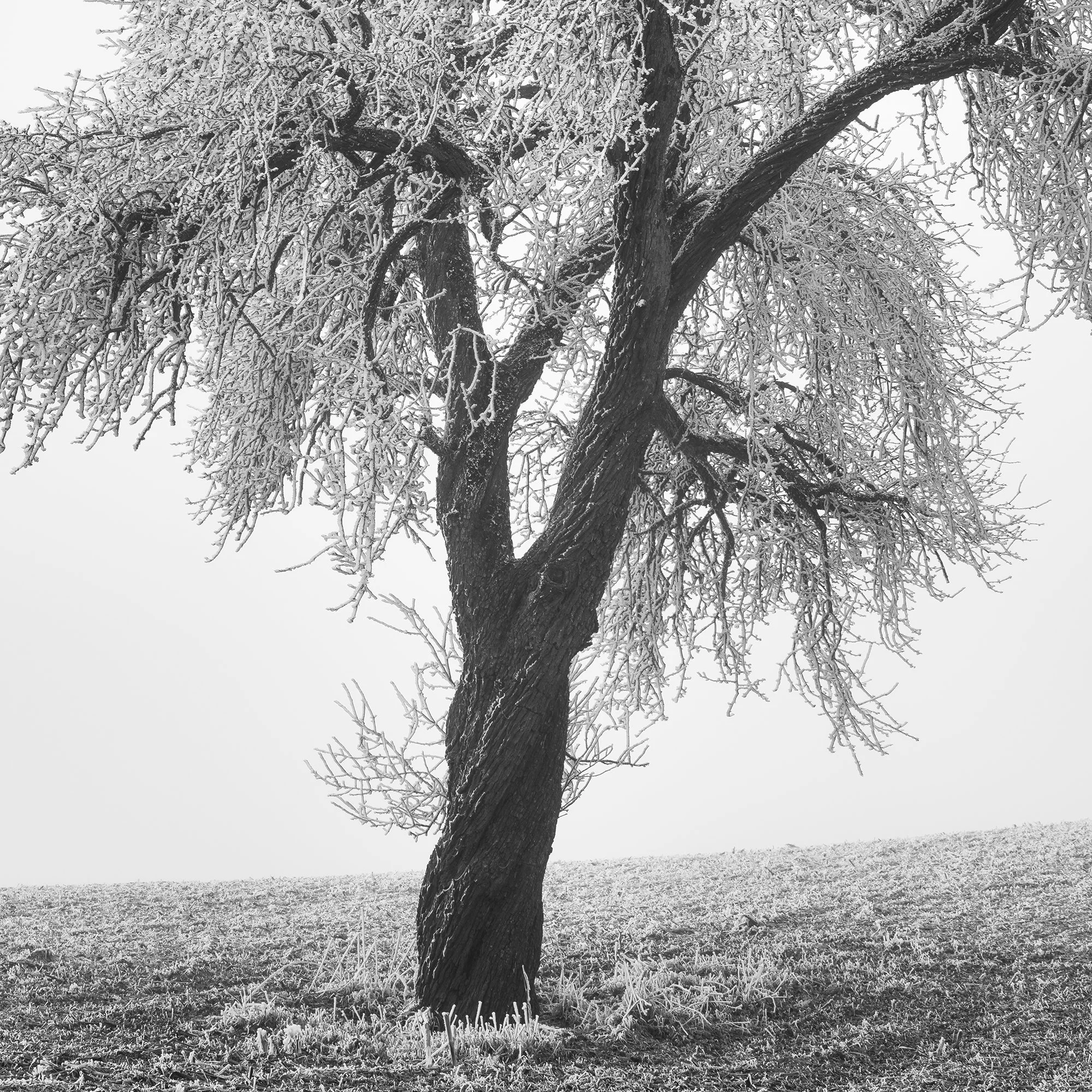 Tree in Frozen Field Study 1 – detailed view of a solitary tree in a minimalist black-and-white Austrian winter landscape by Gerald Berghammer.