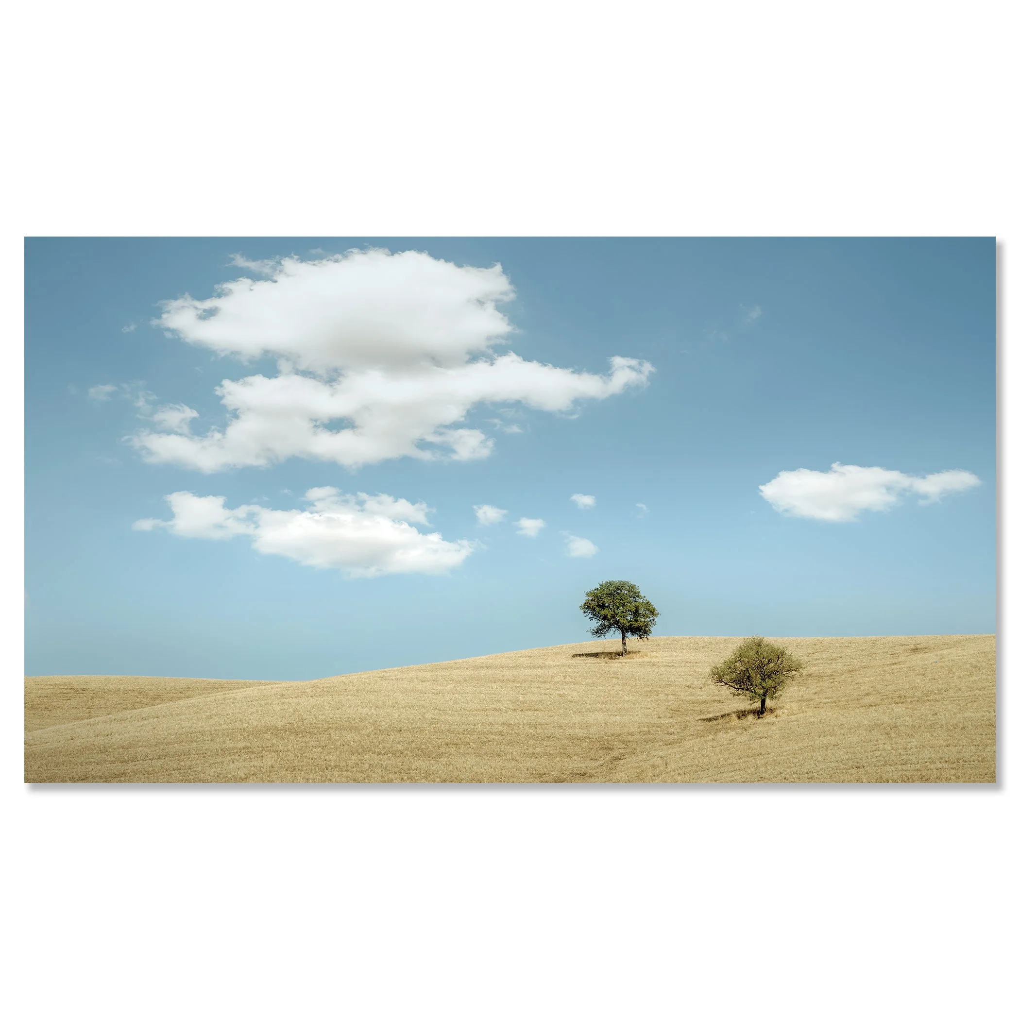 © 2021 Gerald Berghammer - Color minimalist Tuscany landscape photography. Two trees on a grassy hill under a blue sky with white clouds. Chromaluxe frameless