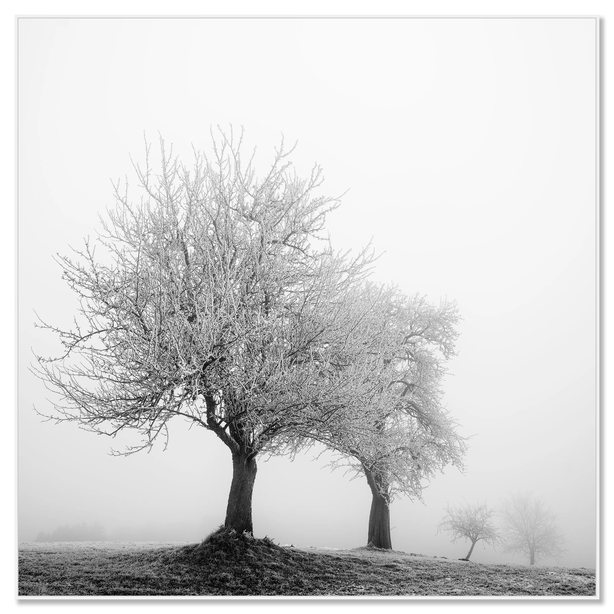 Frozen Landscape Study 1, winter tree photograph in a white aluminium ArtBox by Gerald Berghammer.