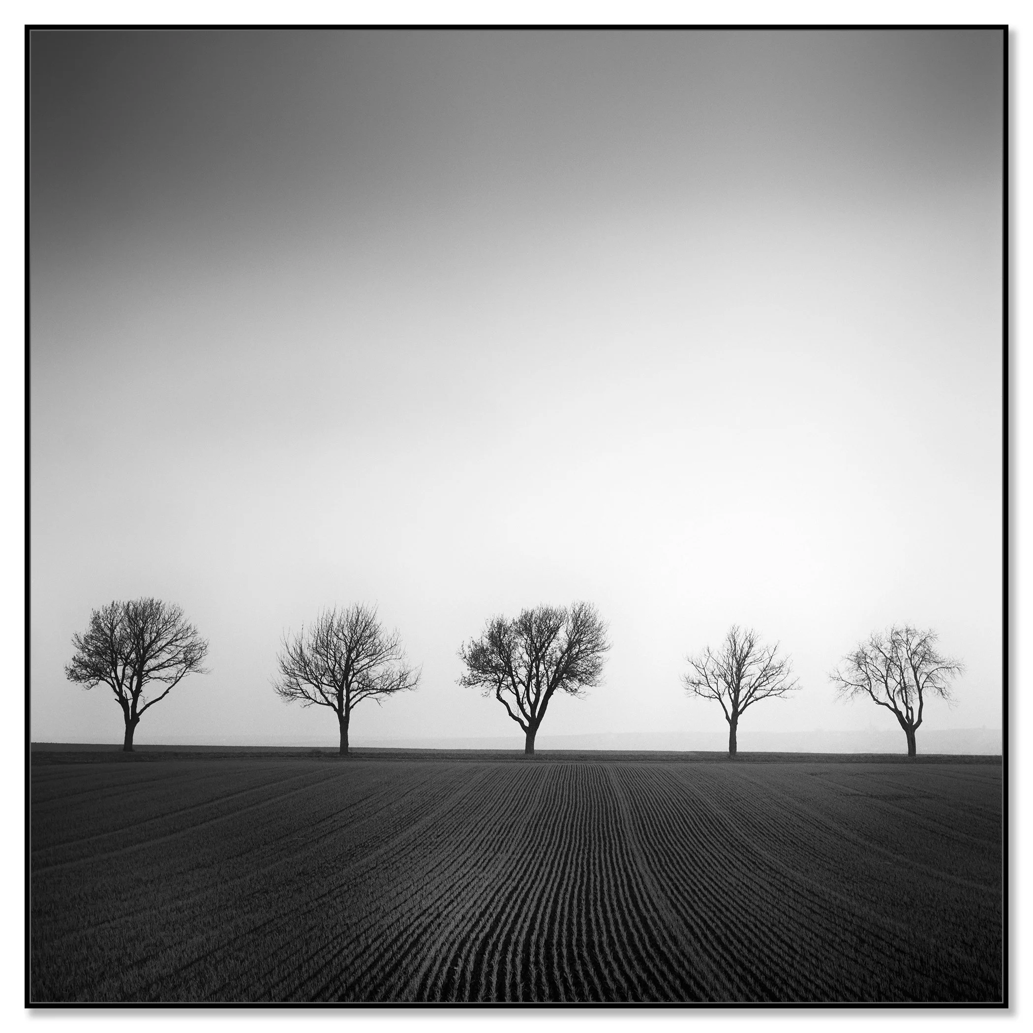 Cherry Tree Avenue, Study 1 – black-and-white photograph mounted on aluminium Dibond in a black ArtBox frame by Gerald Berghammer.