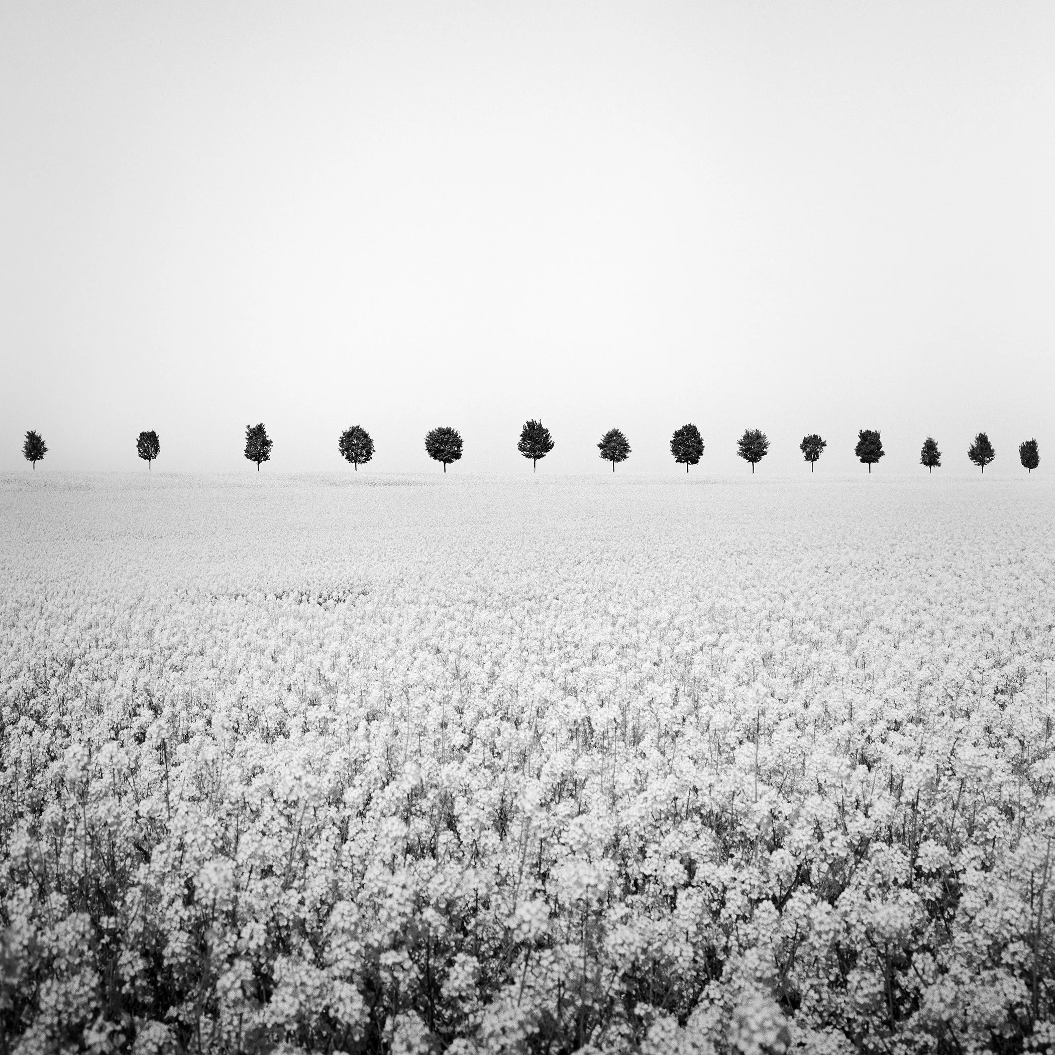 Black-and-white landscape photograph of a flowering rapeseed field and evenly spaced tree avenue in France. Photo by Gerald Berghammer.