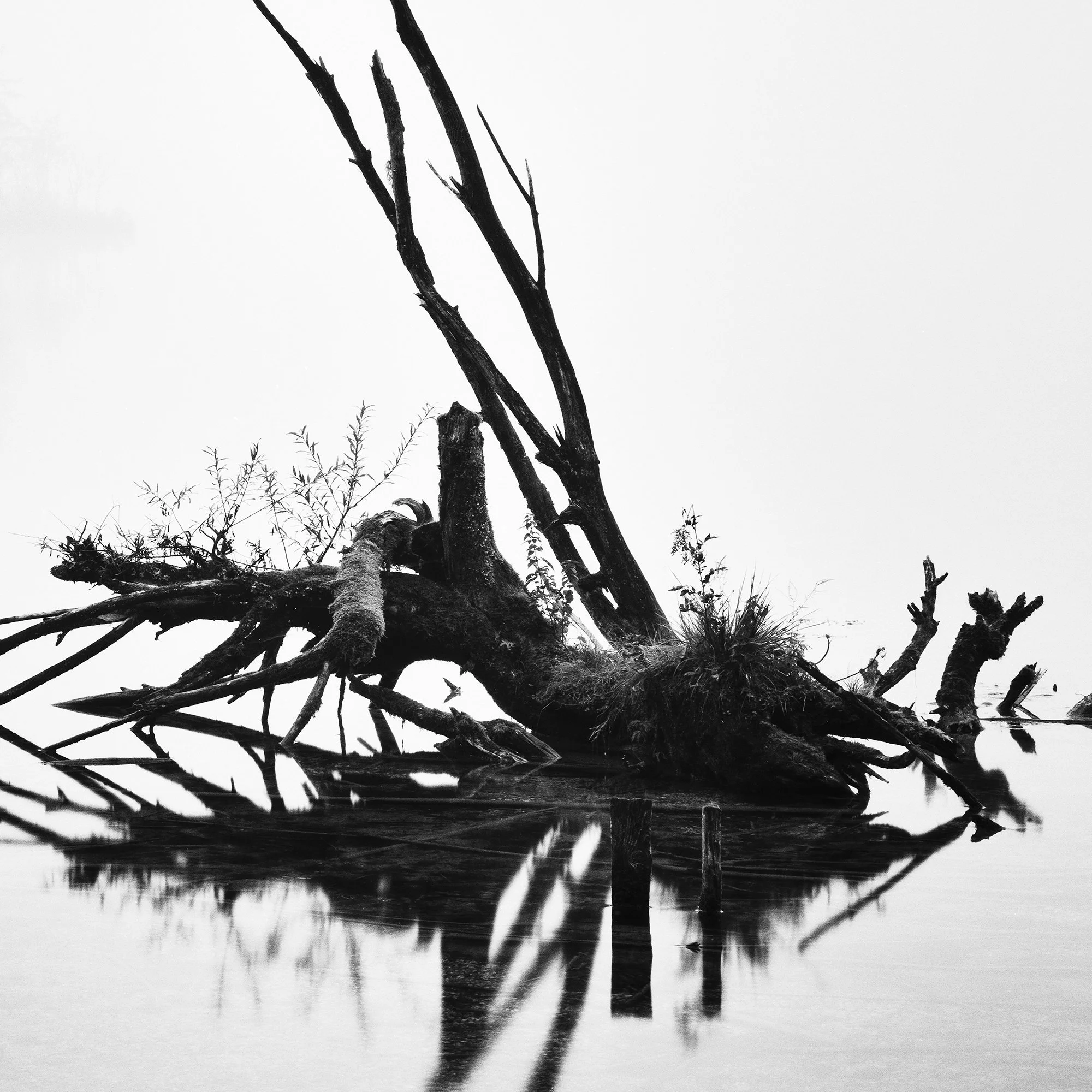 Fallen Tree Study 1 detail showing the fallen tree, calm water and minimalist foggy atmosphere at Almsee, Austria, by Gerald Berghammer.