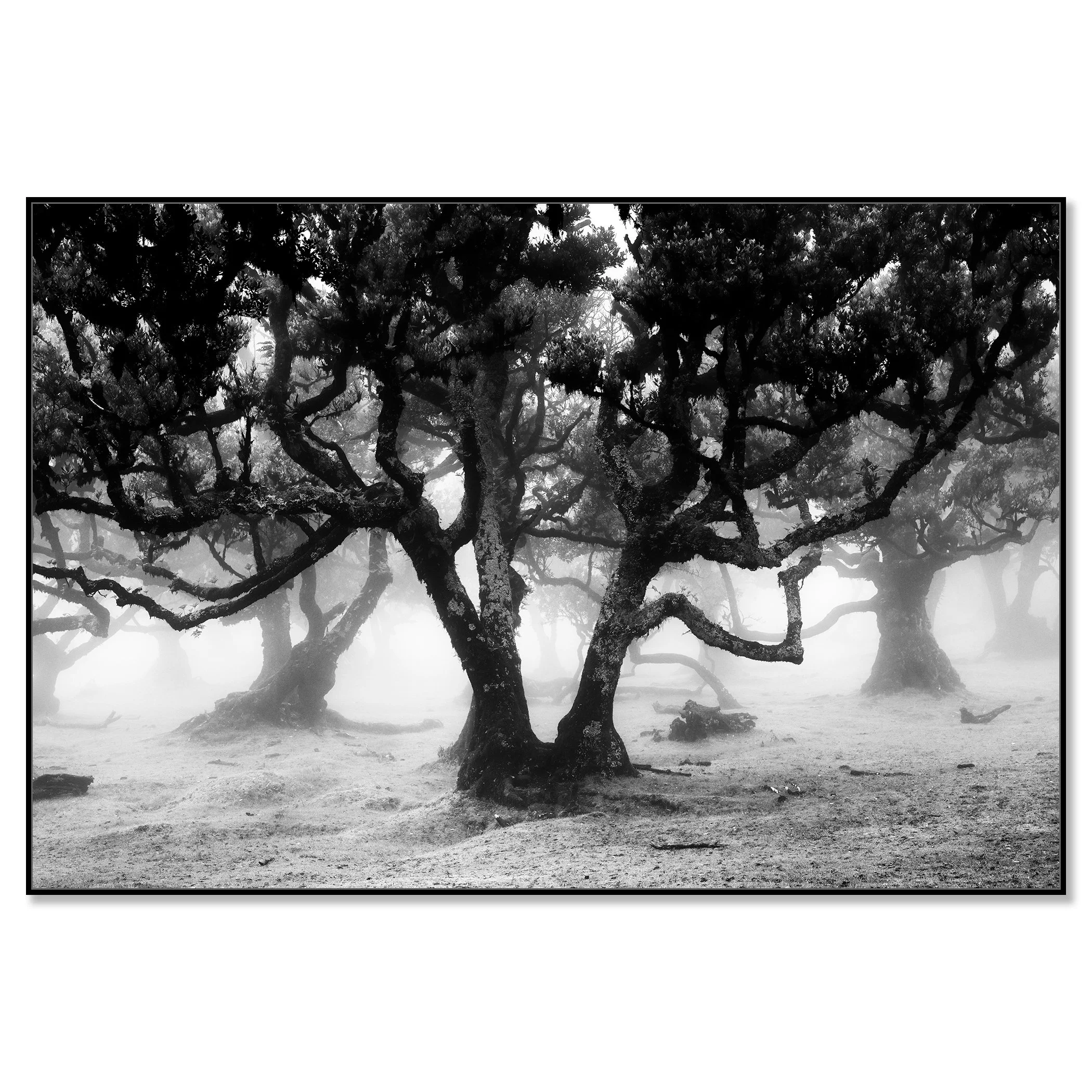 Moody black and white forest scene with ancient twisted trees – framed ArtBox black