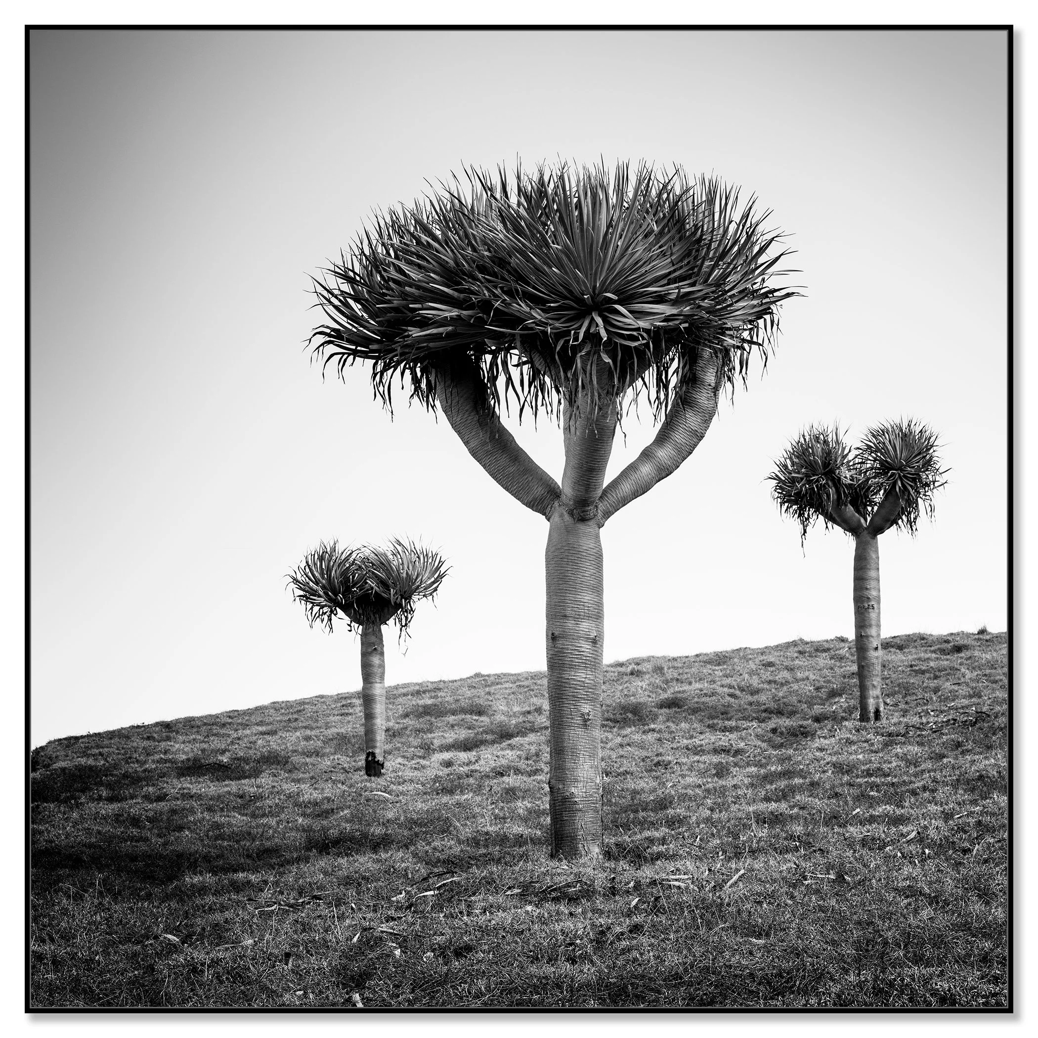 Minimalist landscape photograph of a Canary Islands dragon tree in Madeira – framed ArtBox black