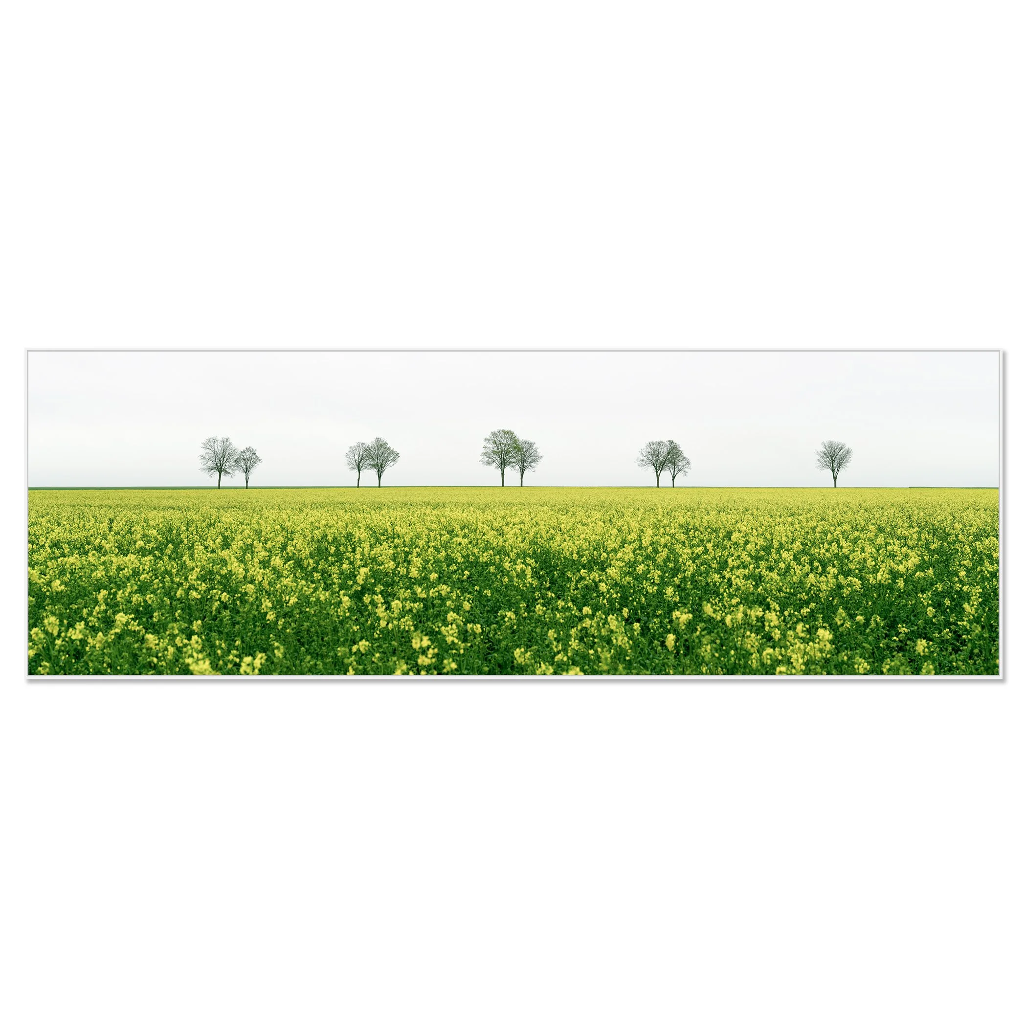 © 2023 Gerald Berghammer - Color landscape photography. A vast green field filled with yellow flowers, with leafless trees in the distance under a cloudy sky. Chromaluxe framed white