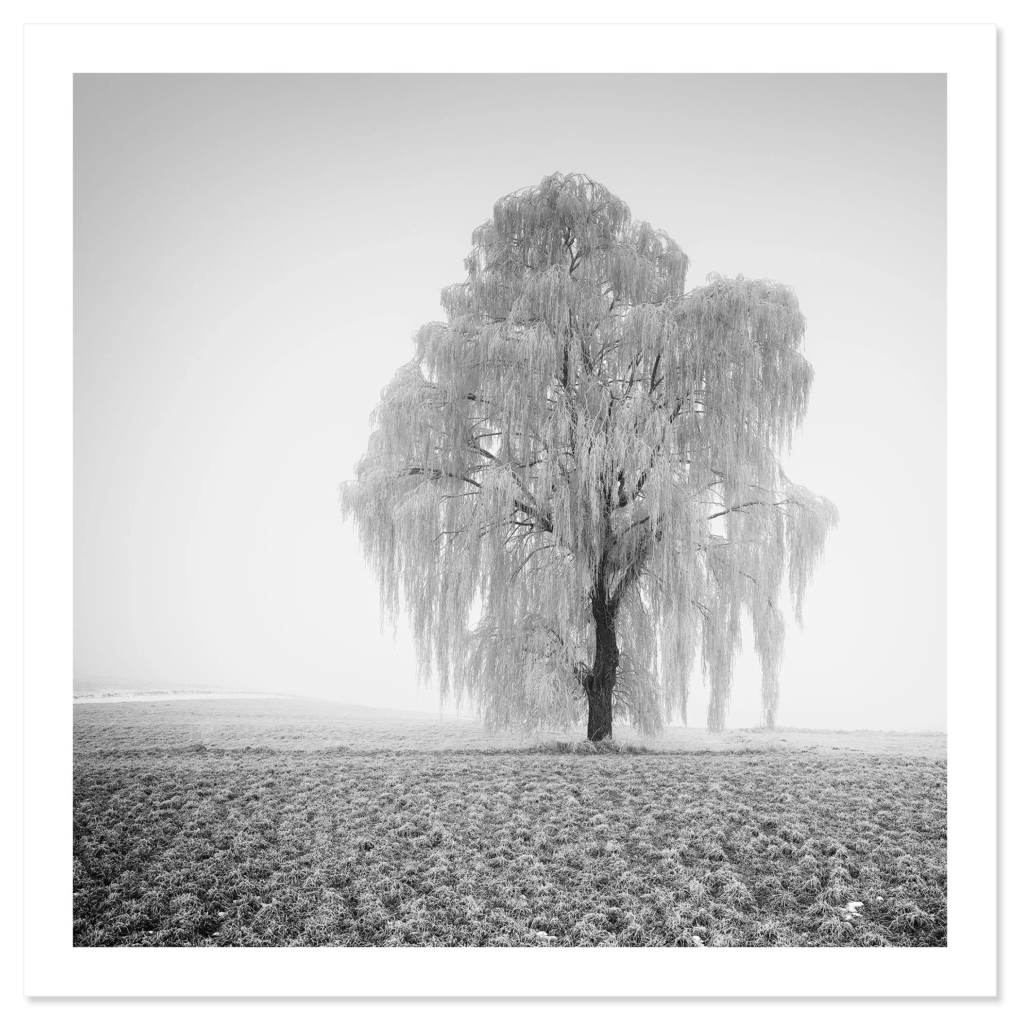 Frozen Willow Tree Study 1 as a black-and-white fine art print on archival photographic paper by Gerald Berghammer.