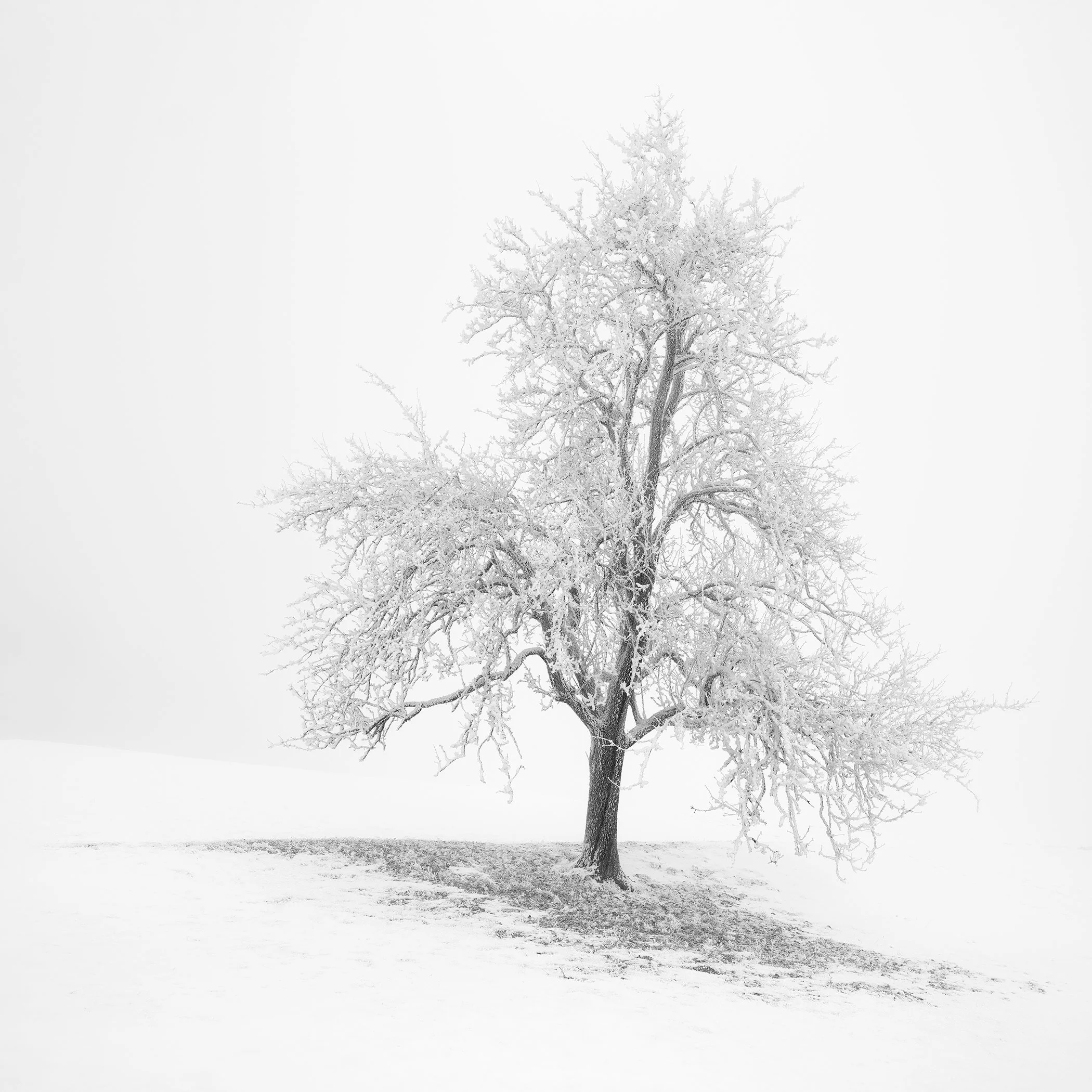 Solitary frost-covered tree in a snow-covered Austrian winter landscape, photographed in minimalist black and white by Gerald Berghammer.