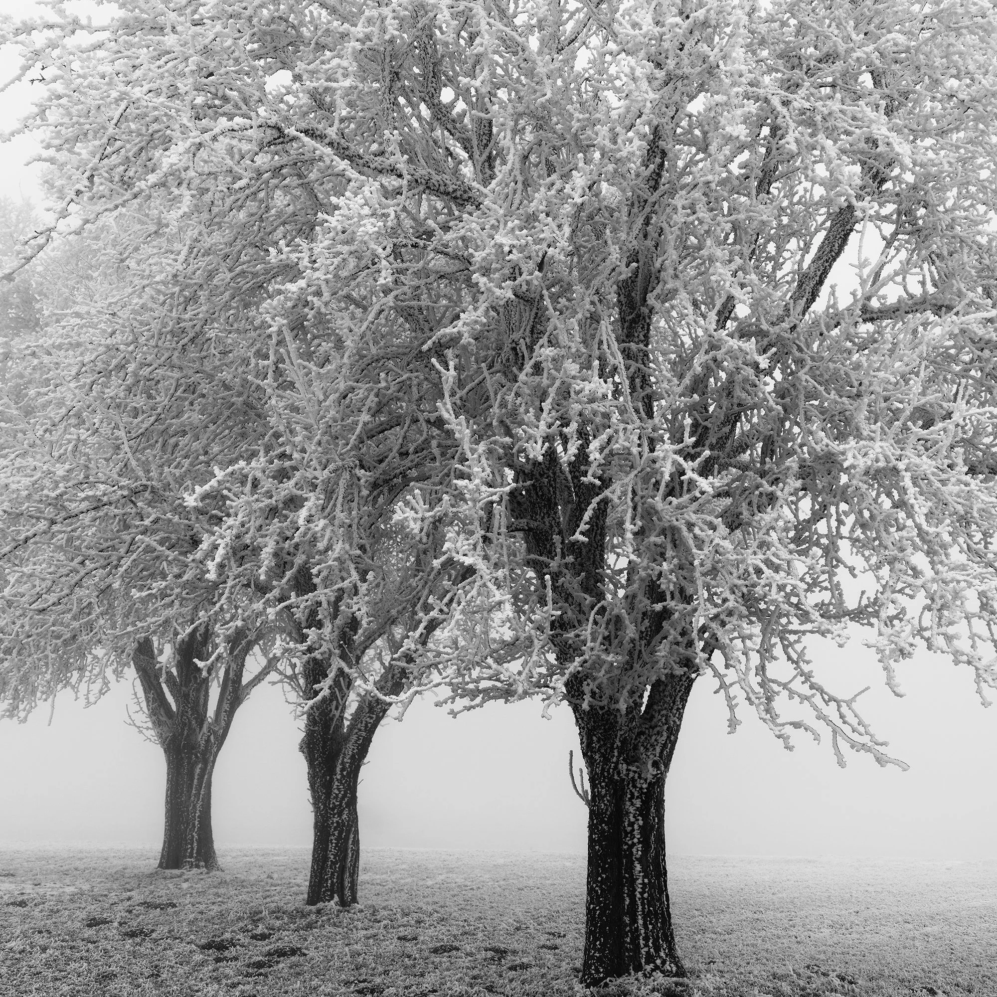 Close-up of frost-covered apple tree branches and trunks in Frozen Apple Trees Study 3 by Gerald Berghammer.