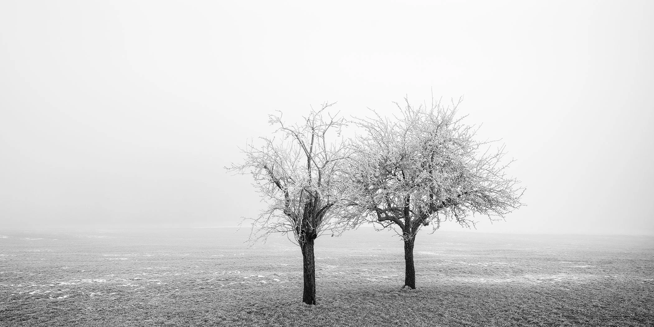 Minimalist panoramic black-and-white fine art photograph of two frozen trees standing in a misty winter field in Austria by Gerald Berghammer.